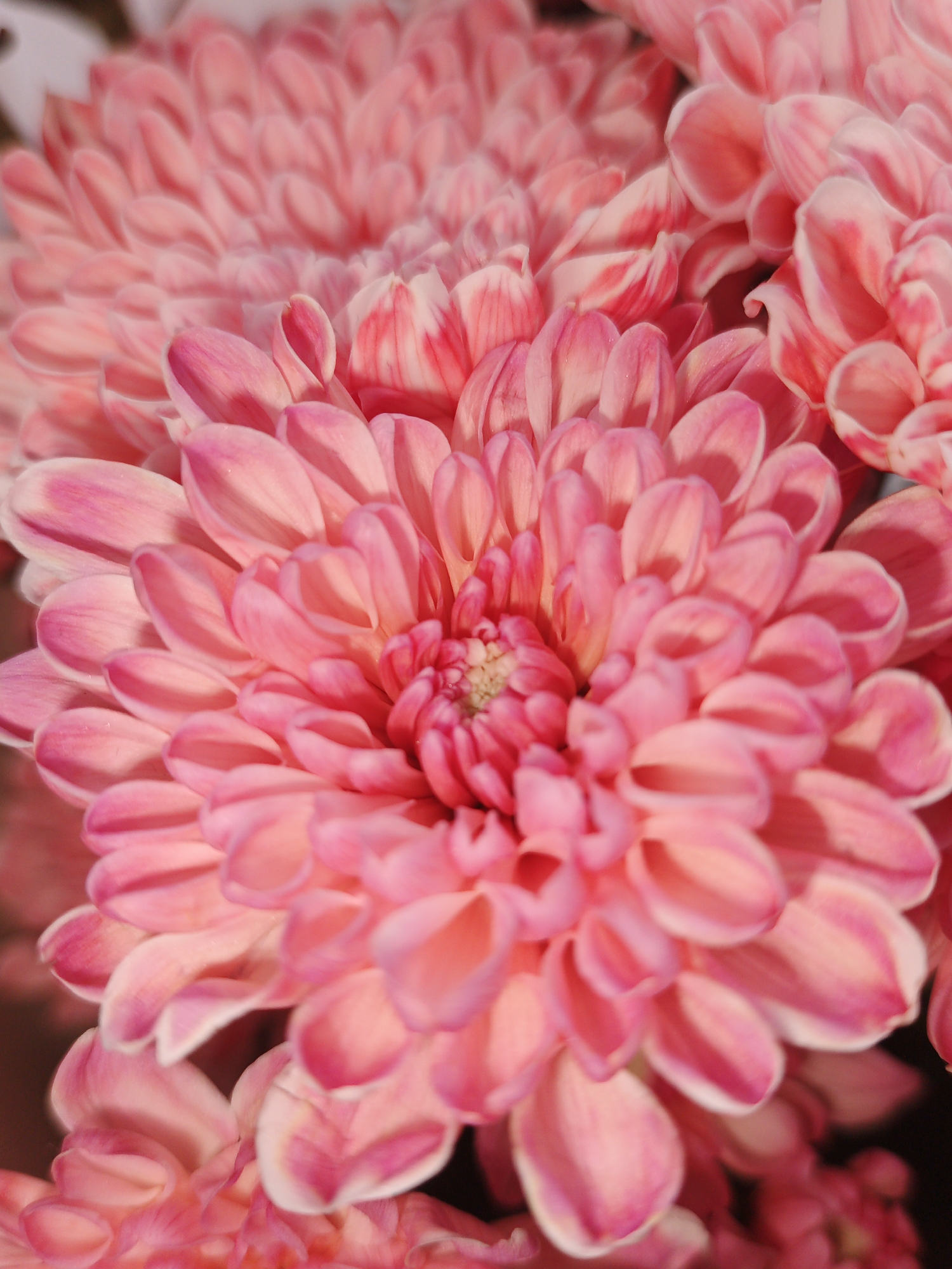 A close-up, eye-level, vertical shot focuses on a cluster of pink chrysanthemums. The flowers are densely packed, with numerous petals overlapping to form intricate patterns. The petals are a soft pink, with some exhibiting lighter pink or white tips. The lighting highlights the textures of the petals, creating soft shadows and a sense of depth. The background is blurred and dark, further emphasizing the vibrant flowers. The image is likely taken in an outdoor setting, possibly a garden or flower shop, given the natural subject matter. There is no indication of any specific location within Medvedyovka, Russia. There are no people or discernible actions depicted in the scene.