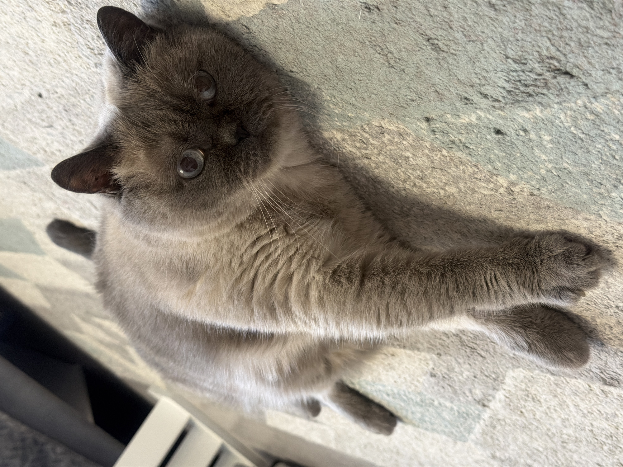 A gray cat is lying on a patterned surface. The cat is facing the camera with its front paws crossed. The cat's fur is gray, and its eyes are large and round. The background is a light-colored surface with a mottled pattern. There is a dark object or structure on the left side of the frame. No evidence indicates the image was taken in Rostov-on-Don, Russia.