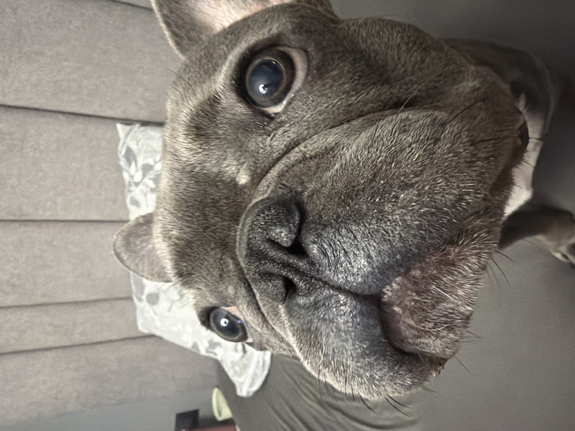 The image is a close-up, eye-level shot of a French Bulldog's face. The dog has gray fur and large, dark eyes. Its snout is wrinkled, and its ears are slightly rounded. The dog is positioned in the center of the frame, looking directly at the camera. In the background, there is a gray upholstered headboard with vertical seams, and a patterned pillow. A dark gray surface, likely a bed or couch, is visible in the foreground. The lighting is soft, casting subtle shadows on the dog's face. The overall impression is of a domestic setting, likely indoors. There is no visible indication of the city of Ruse, Bulgaria.