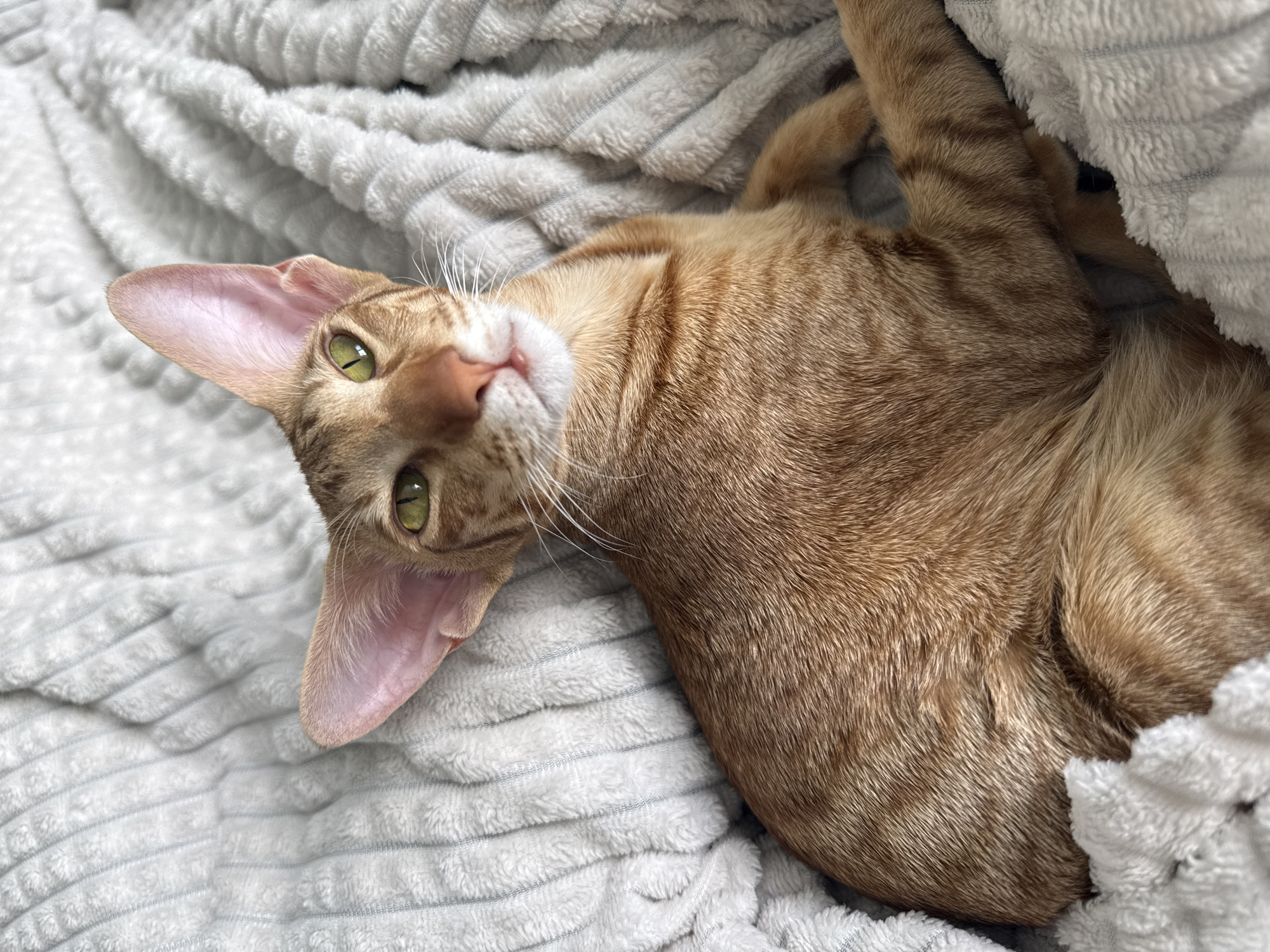A close-up shot depicts an orange tabby cat lying on a light gray blanket with a textured, striped pattern. The cat is positioned at an angle, with its head near the upper left corner and its body extending towards the lower right. The cat's head is tilted, allowing a clear view of its face, including its large, pointed ears, green eyes, and pink nose. The cat's fur shows stripes, characteristic of tabby markings. The background is dominated by the folds and texture of the blanket, which fills most of the frame. The photograph does not show any location in the city of Khimki, Russia.