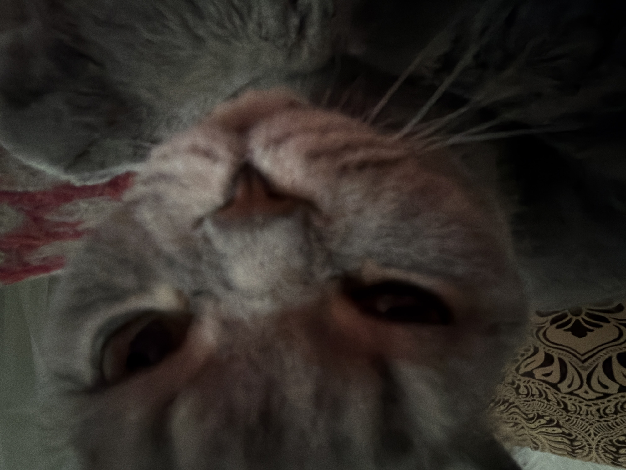 A close-up, slightly blurry image captures the face of a grey tabby cat, appearing upside down and filling most of the frame. The cat's snout, nose, and eyes are prominent, suggesting it is looking directly at the camera, possibly inquisitively or playfully. Its fur is a mix of light and dark grey, with subtle tabby markings visible around the eyes and nose. Long, delicate whiskers extend outwards from its face. The cat's eyes are dark and wide, and its nose appears a soft pinkish-brown.
The background is mostly out of focus due to the extreme close-up. On the right side of the image, behind the cat's head, a patterned fabric can be seen, featuring dark, ornate floral or paisley motifs against a lighter, possibly beige or golden background. On the left side, a hint of a reddish pattern is visible on what appears to be another textile surface, alongside softer, lighter tones. The overall lighting seems somewhat dim, consistent with an indoor setting. There is no visible text. The setting is a domestic interior, in Perm, Russia.