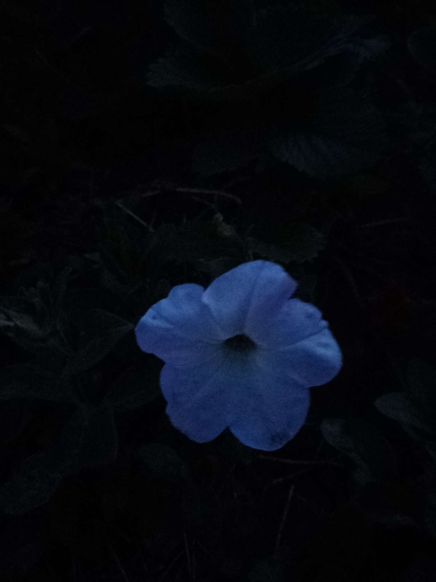 A single, vivid blue flower with five petals is the focal point of this image, set against a dark, out-of-focus background of green foliage. The flower is centrally located, with its trumpet-shaped opening clearly visible. The lighting is dim, giving the image a slightly mysterious and nocturnal feel. There is no indication of human presence, vehicles, or buildings. The scene is consistent with a natural environment, possibly a garden or wild area, within the city of Ustyvytsia, Ukraine.
