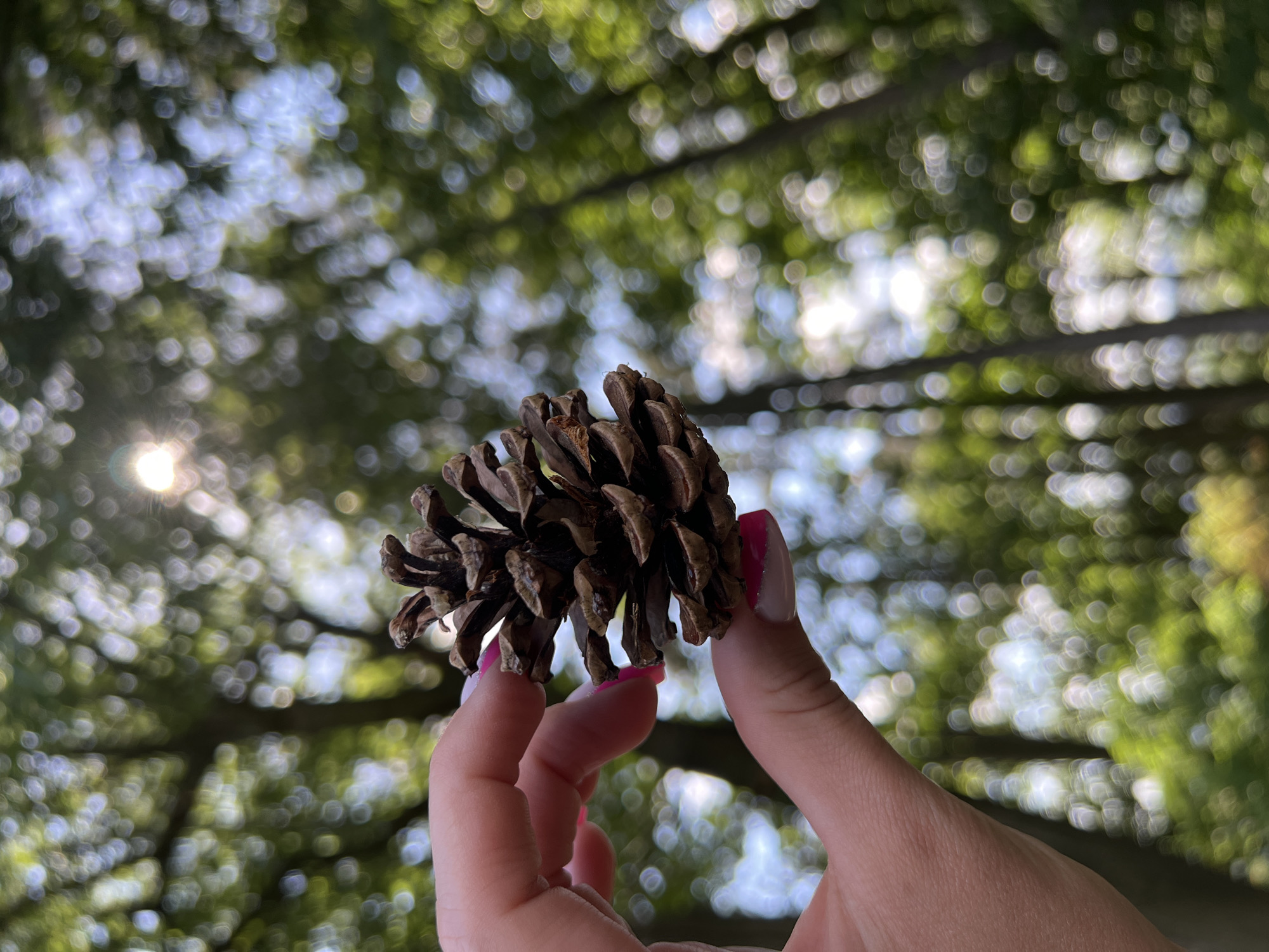 A hand with bright pink painted fingernails is holding a brown pine cone. The background is a blurred forest with sunlight shining through the trees. The image appears to be taken outdoors during the daytime. The location is Brzezinka, Poland.