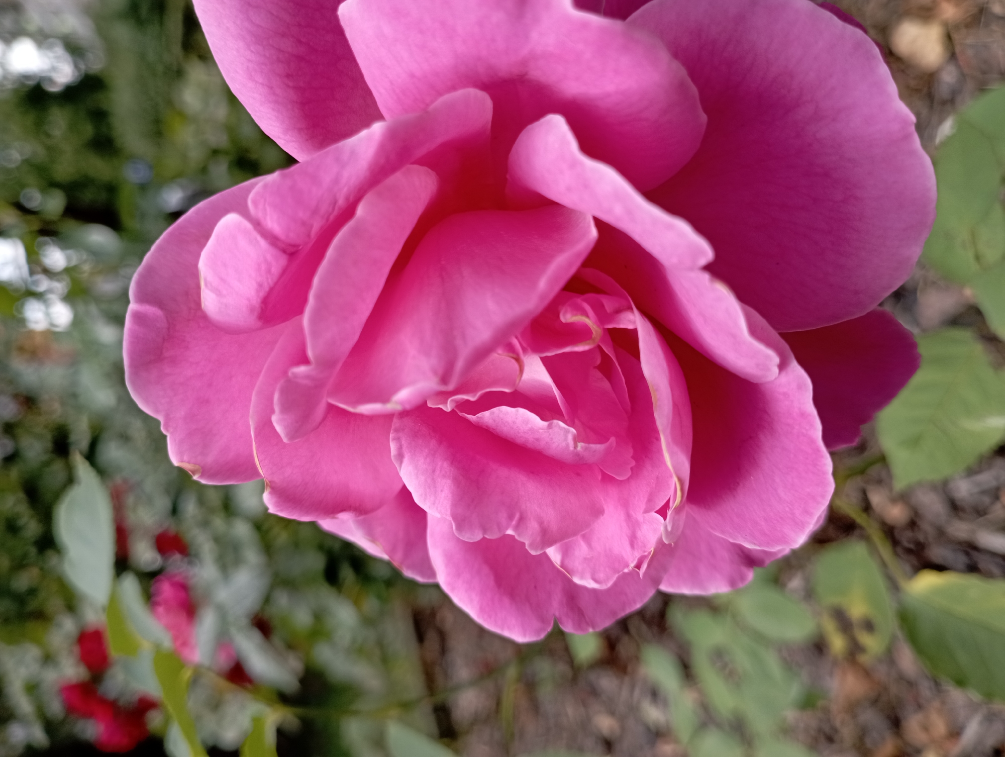 A close-up, vertical, eye-level shot focuses on a vibrant pink rose in full bloom. The rose's petals, with their soft curves and delicate texture, dominate the foreground and right side of the frame. The background is softly blurred, revealing a garden setting with green foliage and hints of other red flowers. The lighting is natural and appears to be overcast, creating gentle shadows and highlighting the rose's rich color. The image was taken outdoors, in a garden, likely a public park or private residence, in Siemianowice Śląskie, Poland. The scene is devoid of any human presence or activity, focusing solely on the natural beauty of the rose.