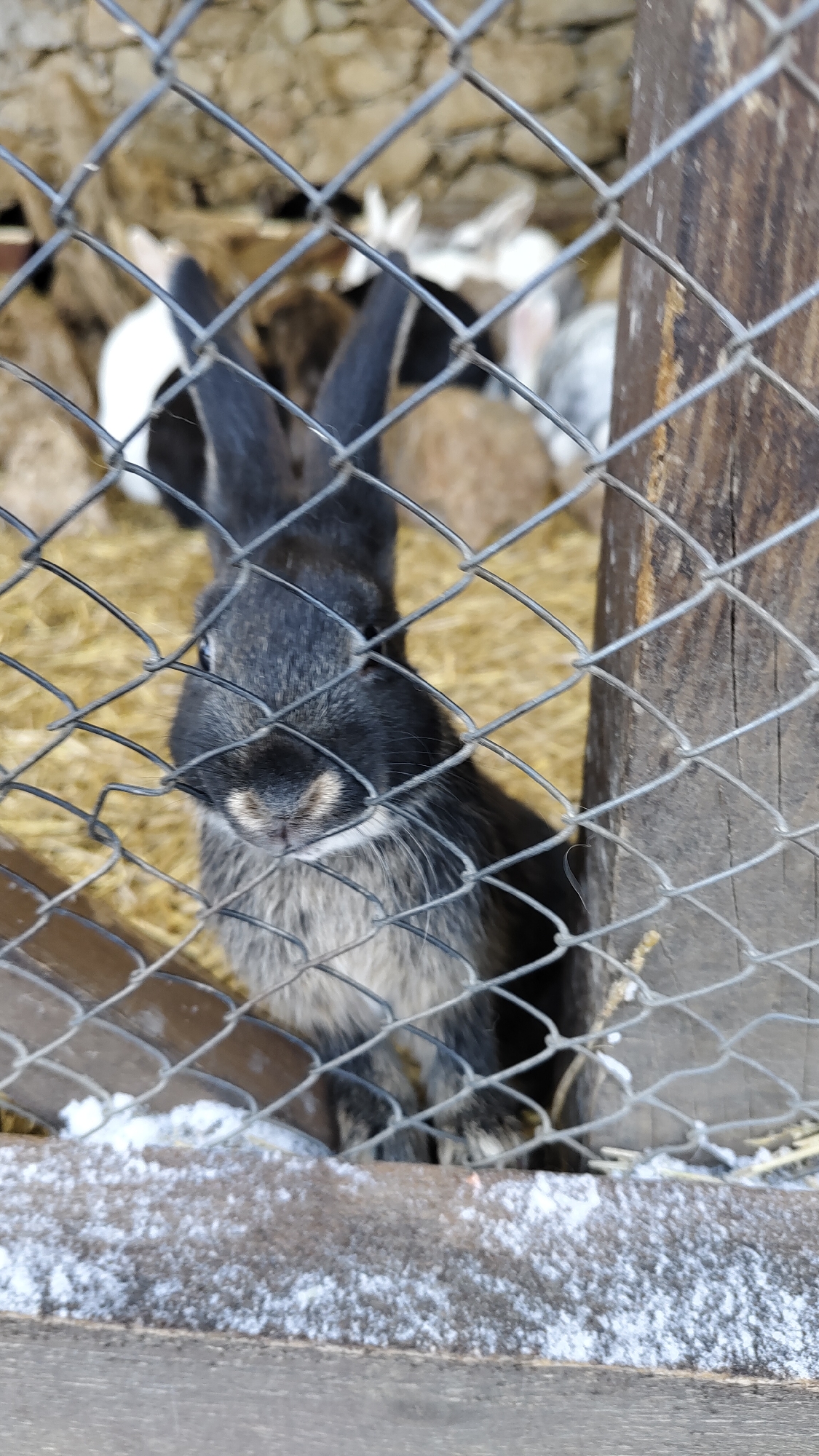 A dark gray rabbit with long ears is centered in the image, sitting inside a wire mesh cage. The rabbit's face is visible through the wire. In the background, other rabbits of various colors (white, brown, gray) are blurred and indistinct. The cage appears to be made of wood and wire mesh. Inside the cage, there is straw on the floor. Some snow can be seen on the bottom frame of the cage. The image may have been taken in a rural setting or a small farm. There is no specific information given that would indicate that this picture was taken in Krasnoyarsk, Russia.