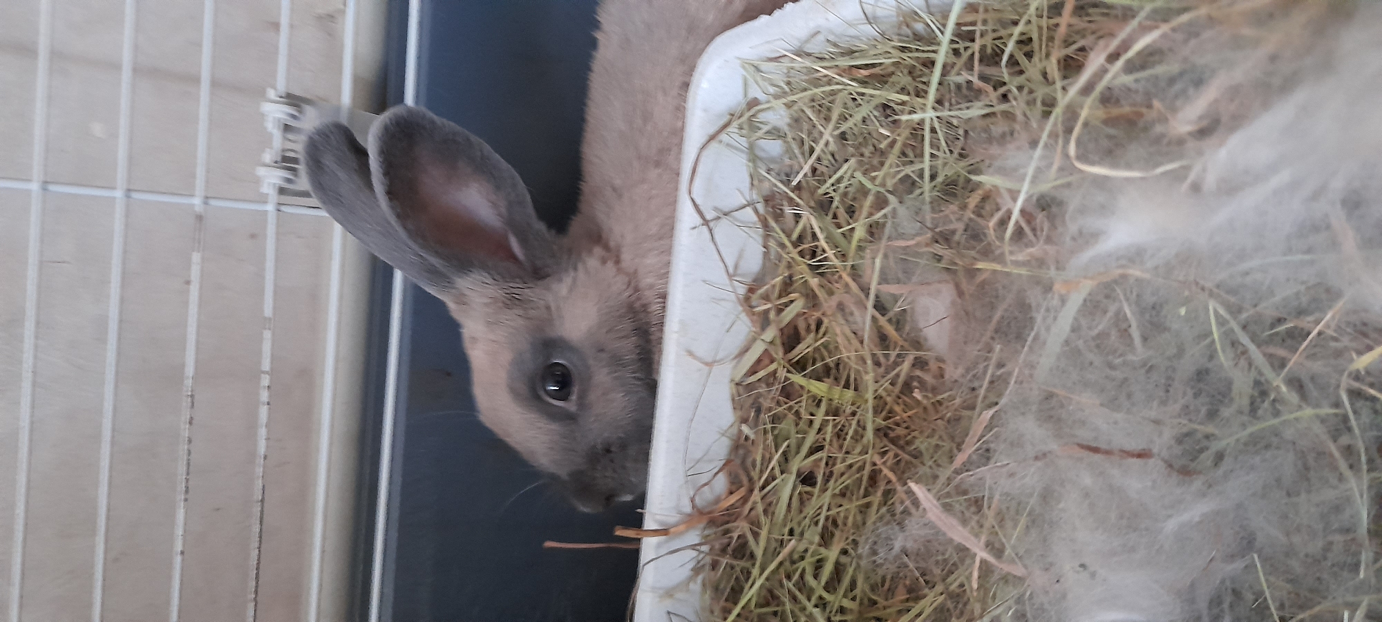 An adult rabbit with gray fur and large ears is peeking over the edge of a white, rectangular container filled with hay and a soft, white material. The rabbit's head and upper body are visible, facing left. The container is resting on a dark gray surface, and behind the rabbit is a beige, slatted surface, likely part of a cage. The image is a close-up shot, with the focus on the rabbit and its immediate surroundings. The lighting is neutral. The location is unknown.