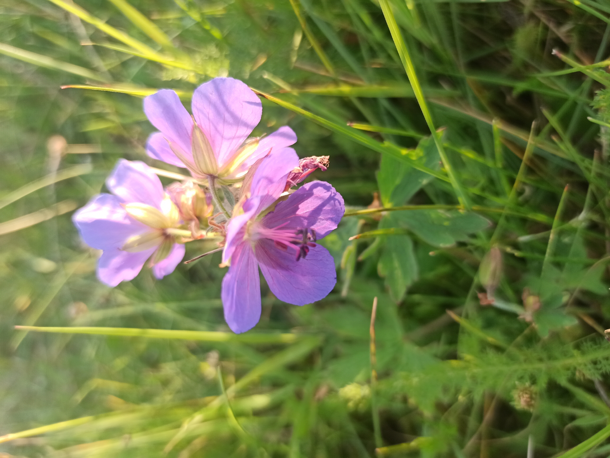 A close-up shot focuses on a cluster of delicate, pale purple flowers with dark purple stamens, nestled among vibrant green grass and blades of grass. The background is softly blurred, with hints of sunlight illuminating the scene. The image captures the natural beauty of wildflowers, possibly in a meadow or garden setting.