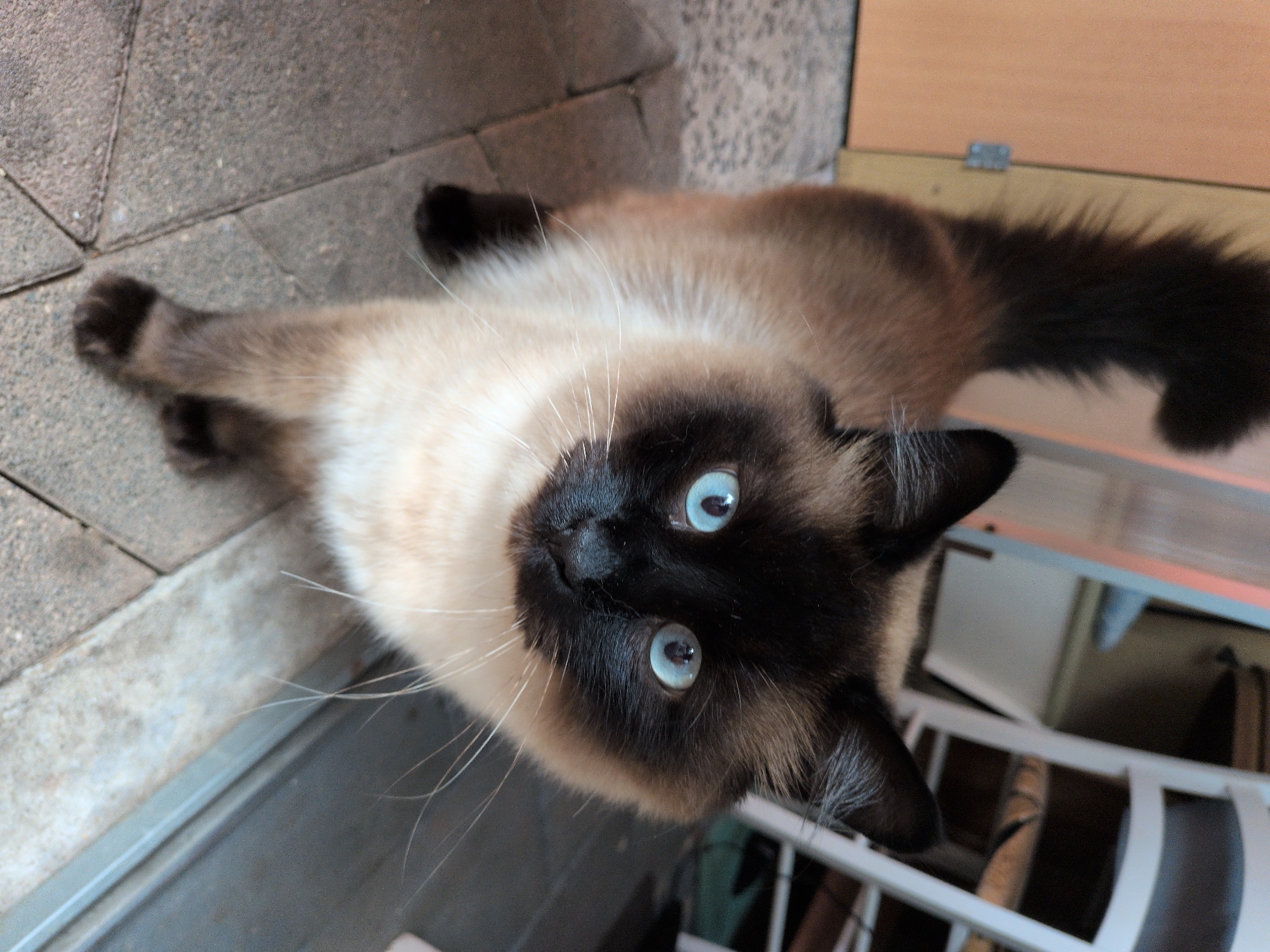 A Siamese cat with striking blue eyes and dark points on its face, ears, and tail stands on a stone patio. Its body is a lighter cream color. The cat is facing forward and appears to be looking directly at the camera. In the background, a light-colored door with a silver hinge is visible to the left, and a partially obscured white chair and part of a table are present to the right. The environment suggests an outdoor or semi-outdoor setting, possibly a courtyard or porch. There is no information in the image to suggest the location is in Sömmerda, Germany.
