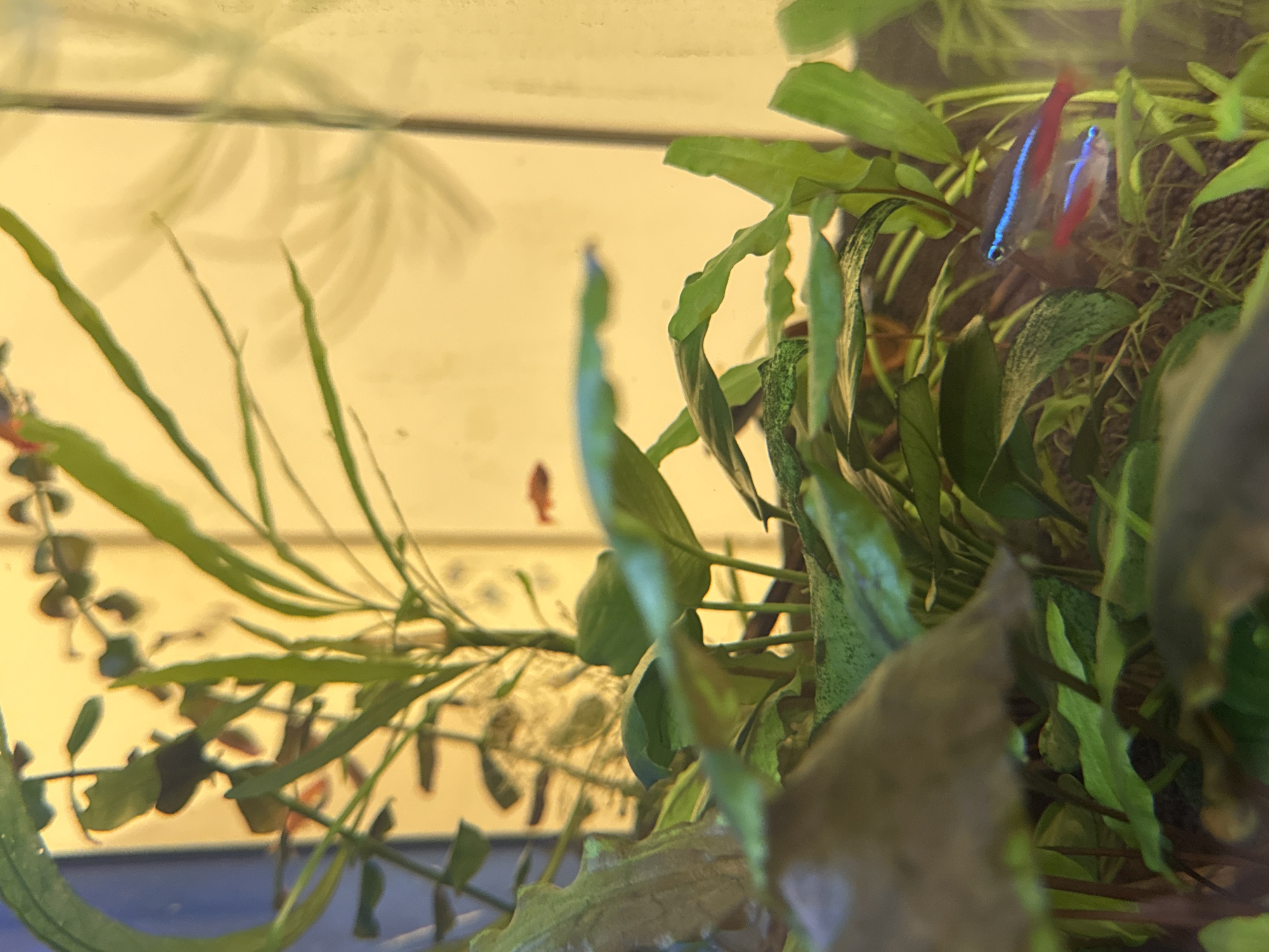 The image depicts an underwater scene within an aquarium. Lush green aquatic plants fill the foreground and mid-ground. In the lower right quadrant of the image, two small neon tetras are visible. One is positioned above the other, both with their characteristic iridescent blue stripe and red underside. The background is softly illuminated with a yellow-orange light, and the faint silhouettes of more aquatic plants or structures are visible. The scene appears to be set in a home aquarium, and there is no information in the image to suggest a specific location in Mikhaylovsk, Russia.