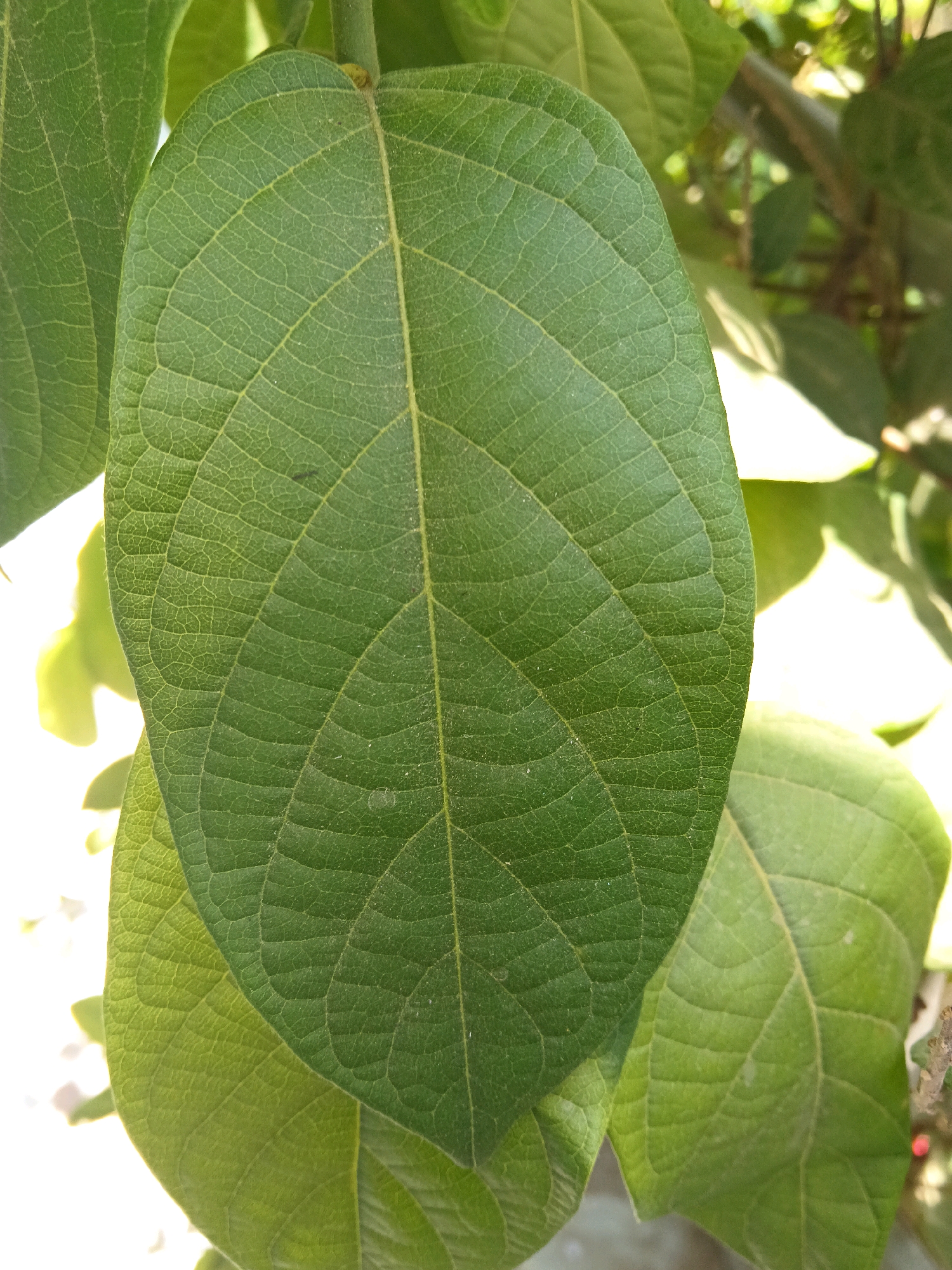 The image shows a close-up of a large, green leaf with prominent veins. The leaf is oval-shaped and appears healthy, with a slightly textured surface. It is illuminated by natural light, which creates some shadows and highlights. Other green leaves are visible in the background, some of which are out of focus. The scene suggests an outdoor setting, possibly a garden or natural environment. The prompt requests this image be set in Gitaramuka, Burundi, however, there is no visual information in the image to confirm this location.