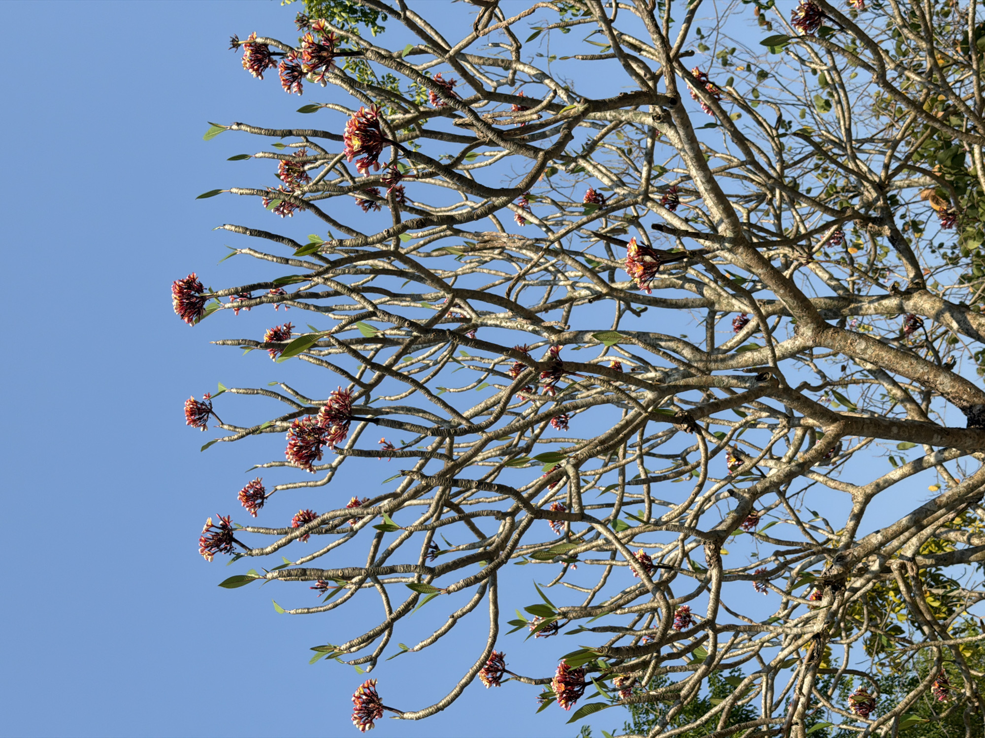 The image shows a tree with bare branches and clusters of red and white flowers against a clear blue sky. Some green leaves are present on the branches. The tree's branches are intricate and reach in various directions. The photograph is taken from a low angle, looking up into the tree. Đà Nẵng, Vietnam is not visible.