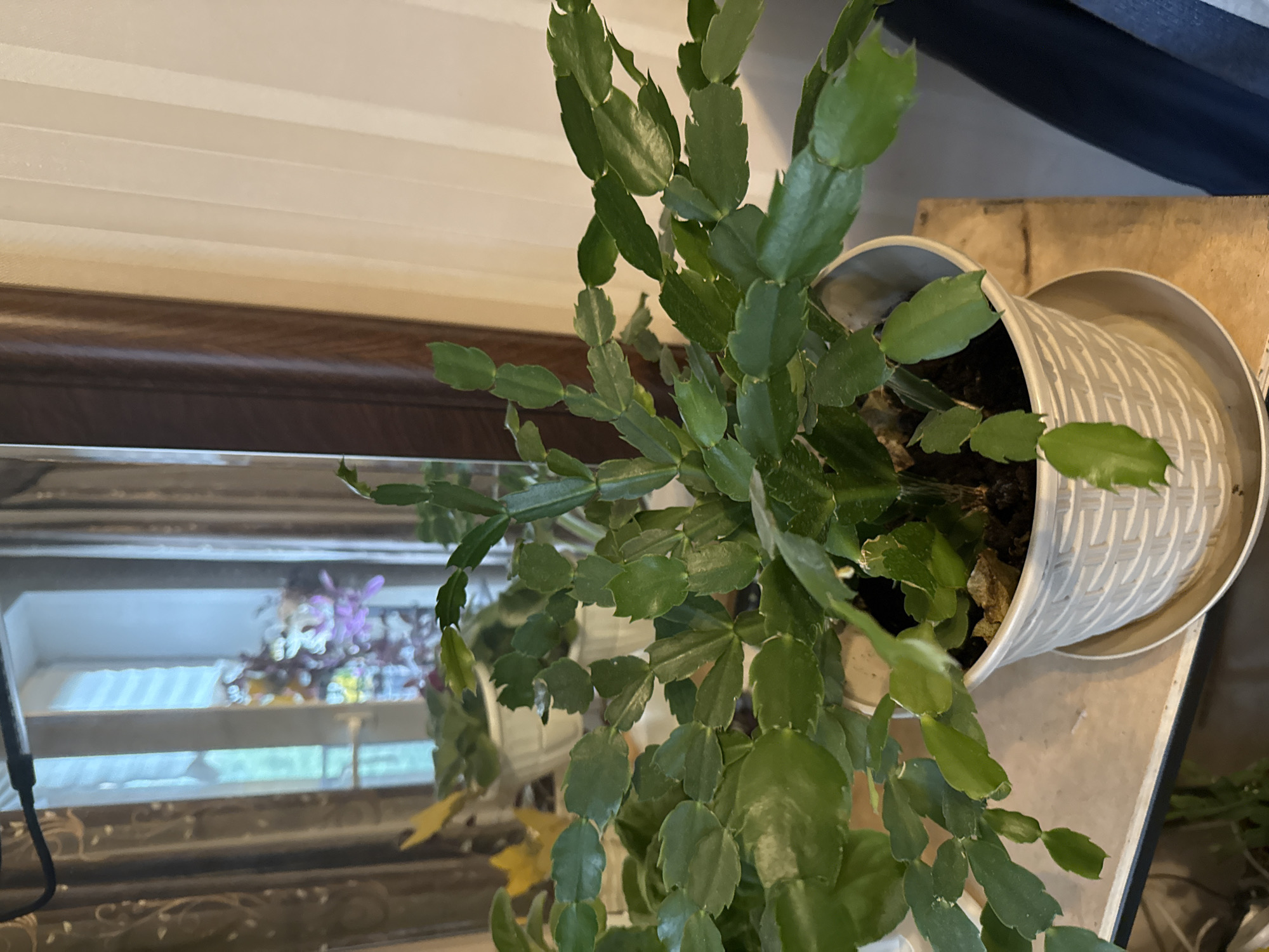 A close-up shot showcases a lush, green Christmas cactus in a textured white pot. The plant has numerous flattened, segmented stems, some of which are trailing downwards. The cactus is positioned on a light-colored surface, possibly a table or shelf, with a wooden-like texture. In the background, a mirror reflects a window and some out-of-focus flowers, predominantly in shades of purple and yellow. The lighting suggests an indoor setting, possibly during the day. The overall scene conveys a sense of domestic tranquility and the presence of houseplants. There is no visible text in the image.