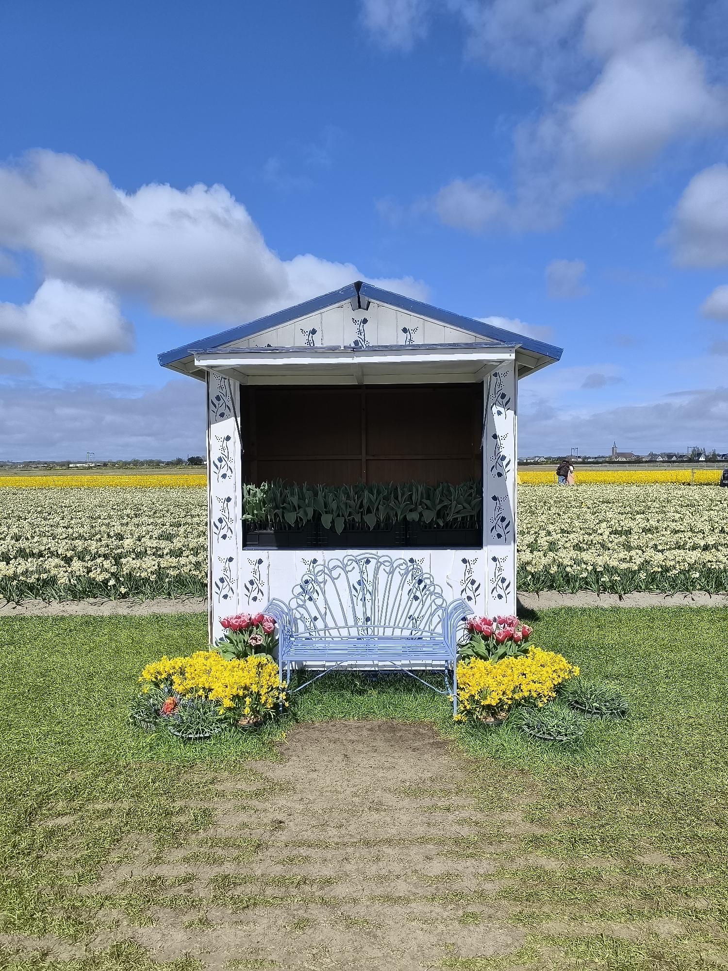 The image depicts a vibrant outdoor scene in Hillegom, Netherlands. In the foreground, a blue metal bench sits within a decorative white and blue painted wooden structure resembling a small shelter or kiosk. The structure's interior has dark-colored planters with green plants, possibly seedlings.
On either side of the bench, there are displays of bright yellow flowers, interspersed with pink tulips. The ground leading up to the kiosk is a path of compacted earth or dirt. The background features extensive flower fields, predominantly white and yellow, stretching towards the horizon.
Under a blue sky with scattered white clouds, the overall impression is of a bright, colorful, and well-maintained garden or agricultural setting typical of the Hillegom region known for its bulb fields. The image captures the essence of the Dutch landscape during the flowering season. A few distant figures can be seen in the flower fields, suggesting visitors or workers among the blooms. A church steeple punctuates the skyline at the background right.