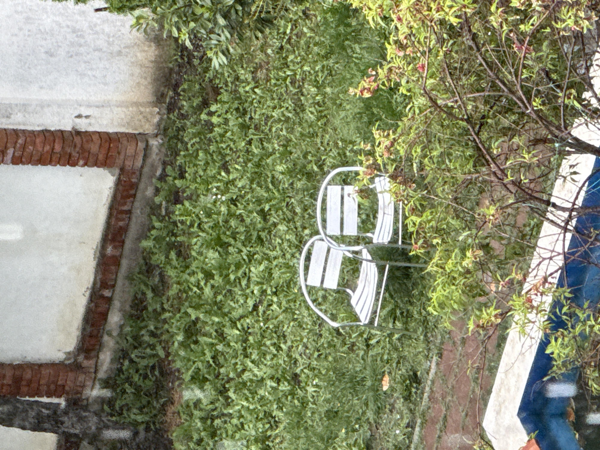 The image depicts an outdoor scene with two white, metal chairs positioned on a patch of dense green ground cover, possibly a mix of grass and weeds. The ground cover extends from the base of a building or wall on the left, which has a red brick foundation and a light-colored upper section.
On the right side of the image, vegetation including a tree or shrub with thin branches and small leaves is visible. A portion of what appears to be a structure with white trim and blue elements can be seen in the lower right corner.
The image does not contain enough information to determine the location in the city of Kragujevac, Serbia.