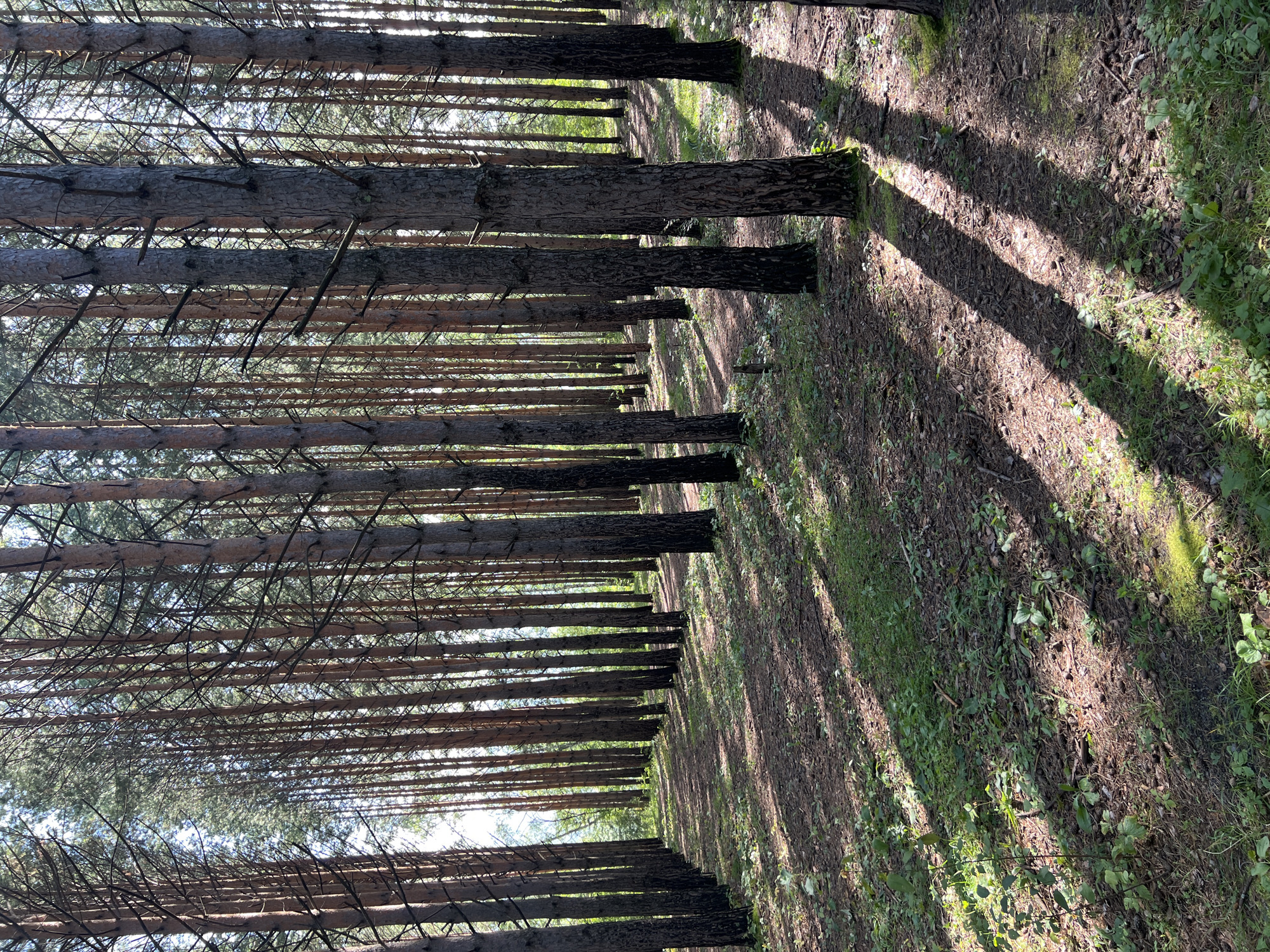 The image depicts a sun-dappled pine forest with a pathway winding through it. Tall, slender pine trees with rough bark line both sides of the path, their needles forming a dense canopy overhead. Sunlight filters through the branches, casting long, distinct shadows on the forest floor, which is covered with pine needles, fallen leaves, and patches of green grass and small plants. The environment appears natural and serene, with no human presence or visible structures. Given the context of Krasnoyarsk, Russia, this scene is likely representative of one of the many forested areas surrounding the city, such as the Stolby Nature Reserve or other recreational parks and natural reserves within or near the city limits.