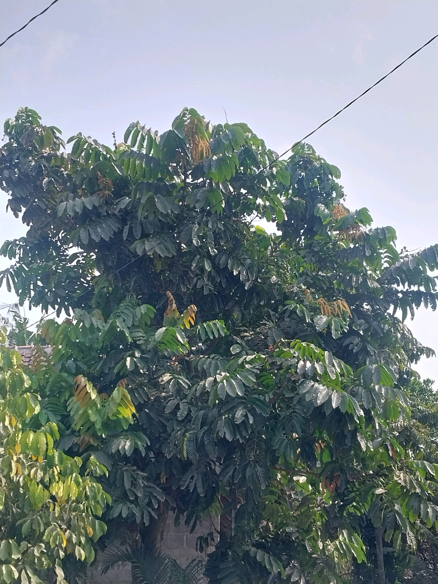 A low-angle, full shot captures the dense foliage of a leafy tree against a bright, overcast sky in Purwomartani, Indonesia. The tree's branches are laden with compound leaves, some a vibrant green, others with a lighter, yellowish hue, and a few showing reddish-brown tinges, possibly indicating new growth or drying. Clusters of small, pale yellow flowers or developing fruit hang from some branches, adding texture and color variation to the canopy. A thin black wire runs diagonally across the upper portion of the image. In the lower left and right quadrants, glimpses of the tree's base are visible, with hints of a brick wall and palm fronds suggesting the surrounding environment. The overall impression is of a lush, verdant tree dominating the frame under a diffused, bright sky.