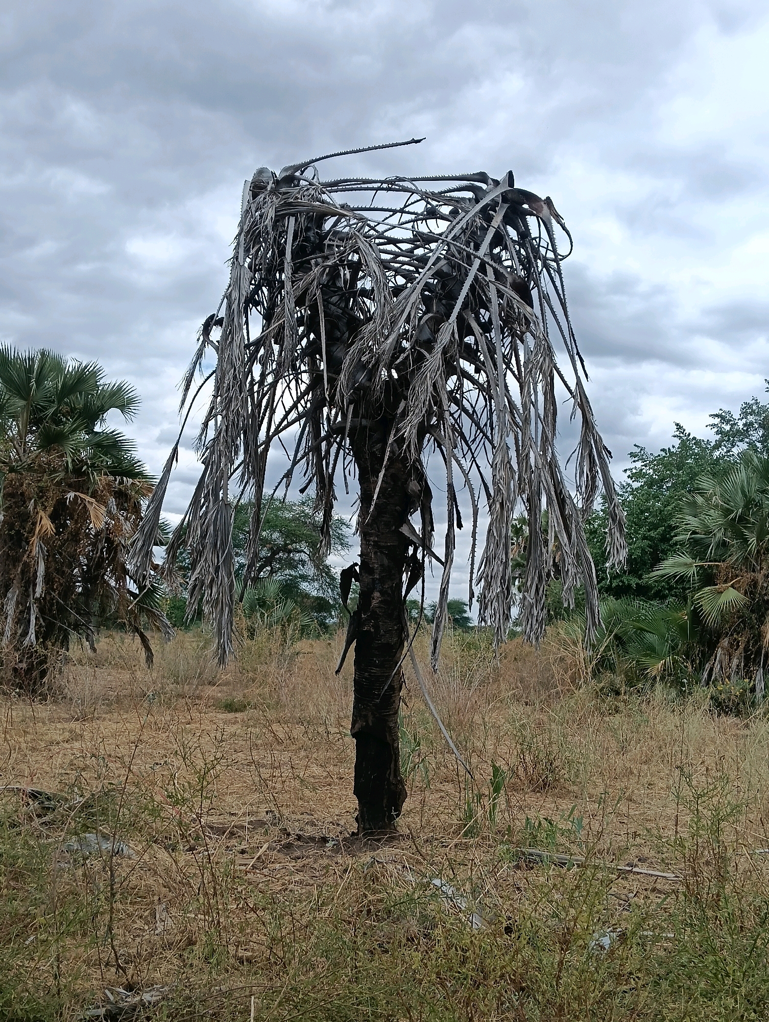 The image depicts a desolate, dry landscape with a dead palm tree as the central subject. The tree is skeletal, with its trunk blackened and its fronds withered and hanging down, creating a cage-like appearance. The ground is covered in dry grass and sparse vegetation. In the background, other palm trees, some appearing healthier and greener, and leafy trees can be seen under a cloudy sky. The overall scene suggests a harsh environment, possibly affected by drought. The location is specified as Mutitu/kaliku ward, Kenya, which is known for its arid and semi-arid climate, making such vegetation conditions plausible. There are no people visible in the image. The photograph is taken from a medium distance, capturing the entire dead palm tree and its immediate surroundings. The lighting is dim, likely due to the overcast sky, which contributes to the somber mood of the scene.