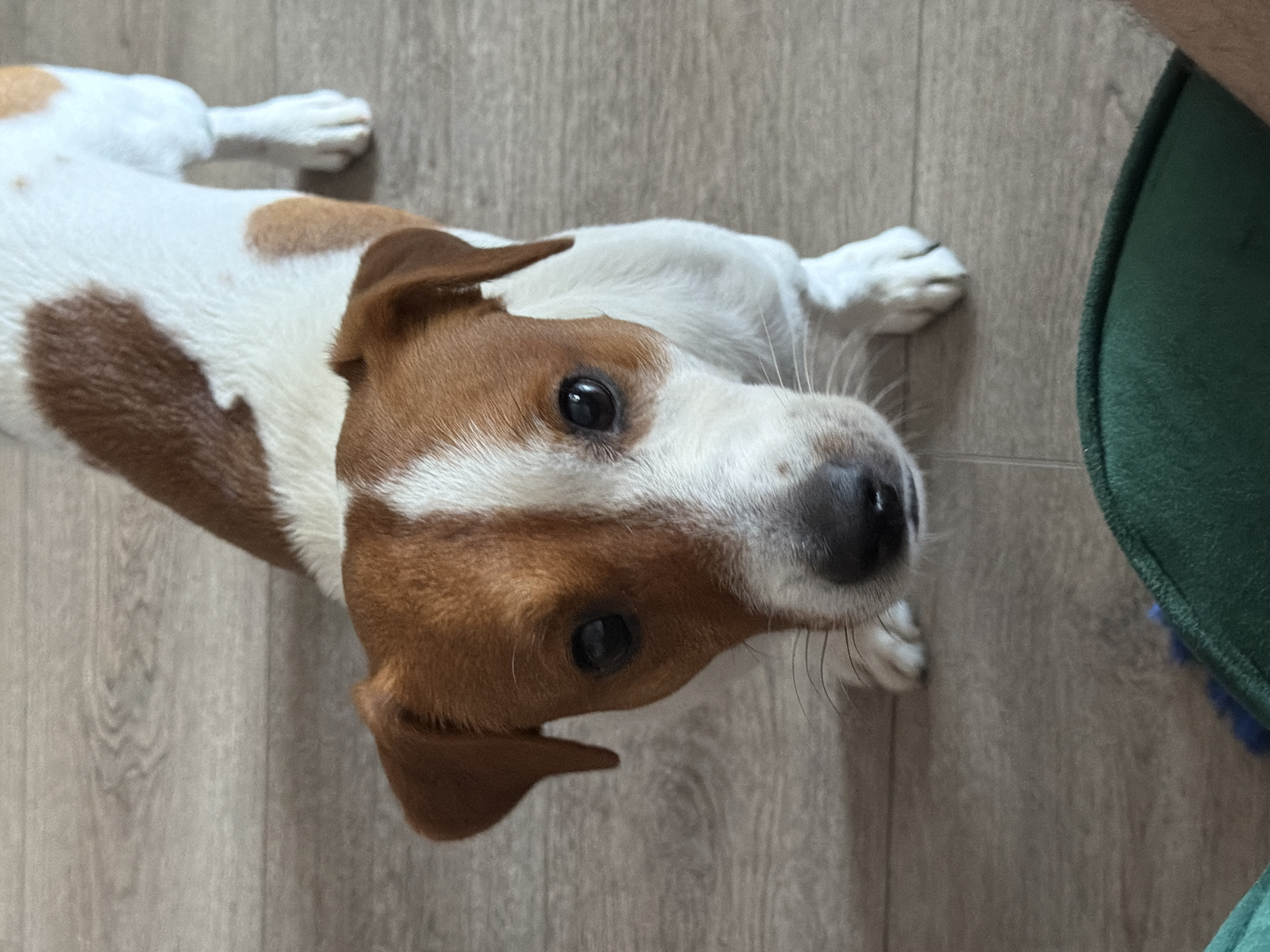 A tan and white Jack Russell Terrier stands on a wooden floor, looking up at the camera. The dog's fur is primarily white with distinct tan patches on its head, back, and hindquarters. Its ears are floppy and tan, and its eyes are dark and expressive. The floor appears to be made of light-colored wood planks with visible grain. In the lower foreground, a dark green object, possibly a cushion or blanket, is partially visible, along with a sliver of a person's leg or arm. The scene is indoors, likely a residential setting. There is no indication of the location being Moscow, Russia.