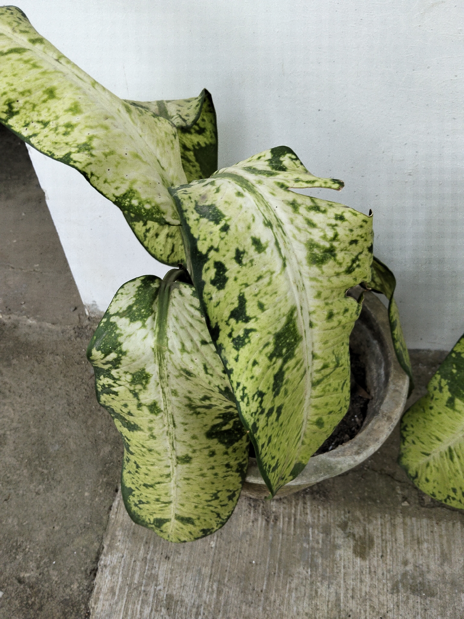 A potted Dieffenbachia plant with variegated green and white leaves sits on a concrete surface. The plant is positioned next to a light-colored, textured wall. The scene is outdoors, suggested by the natural lighting and concrete ground, indicative of an urban or suburban environment like Payagaboh, Indonesia. There are no people or animals visible. The overall impression is one of a still life, focusing on the plant and its immediate surroundings.