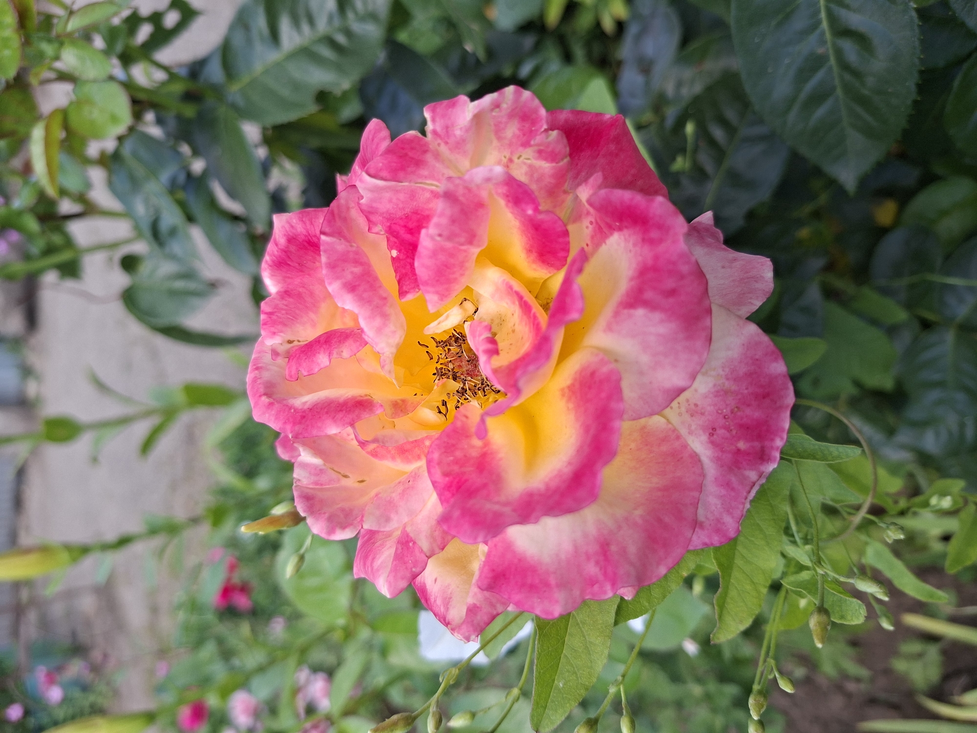 A close-up, eye-level, vertical shot focuses on a single, fully bloomed rose. The rose exhibits a gradient of colors, with vibrant yellow at its center transitioning to bright pink at the petal edges, interspersed with white. The flower is positioned slightly off-center to the right, with its intricate petal structure clearly visible. The background is a blurred garden setting, with green foliage and hints of other pink flowers and green flower buds. The overall lighting suggests an outdoor environment, likely during daylight hours. There are no people or specific landmarks indicating a location in Gorkovskiy, Russia.