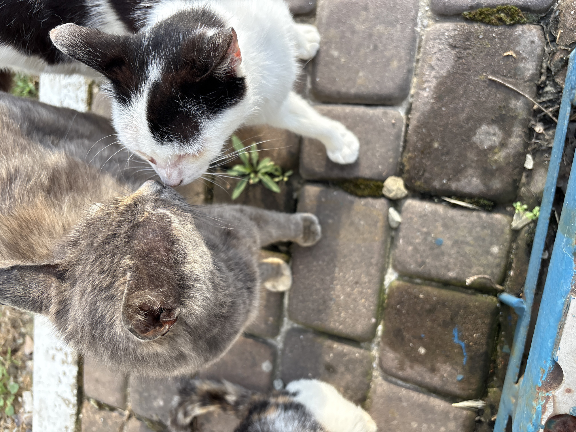 Two cats are interacting outdoors on a brick-like paved surface. The cat on the left is primarily gray with some tabby markings and appears to be nuzzling the other cat. The cat on the right is black and white, with its head turned to interact with the gray cat. Both cats are standing. The background shows some dry grass and soil. A blue metal object is partially visible in the lower portion of the frame. The location is identified as Kiparisnoe, Ukraine.