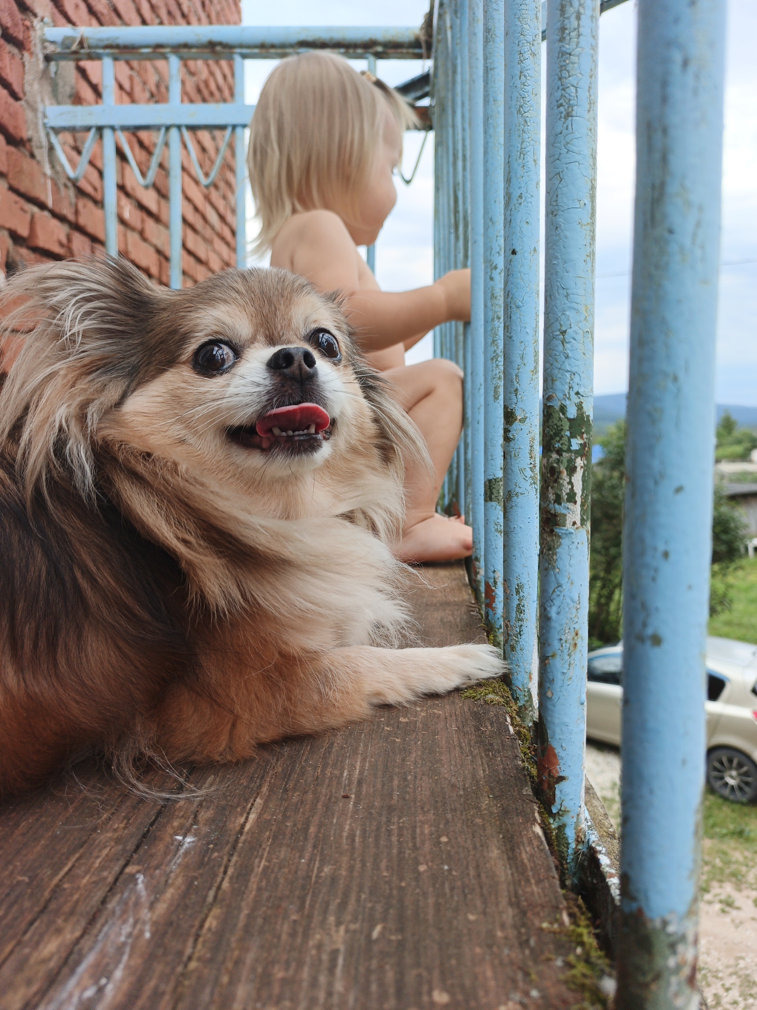The image depicts a close-up of a long-haired chihuahua with its tongue sticking out, lying on a weathered wooden surface. Behind the dog, a toddler with blonde hair is visible, sitting with their back to the camera, looking out over a railing. The railing is painted blue and shows signs of peeling and rust. The background suggests an outdoor environment, possibly a balcony or porch, with a hint of greenery and a building with brickwork. A car is partially visible in the distance. The overall scene has a rustic and informal feel. The location is specified as Medvedyovka, Russia.