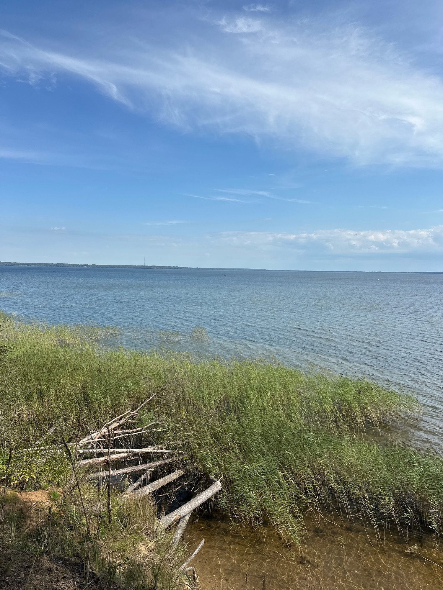 This is a photograph of the Narochansky nature reserve, located in the Narochan, Belarus region. The image captures a serene lakeside scene on a bright, partly cloudy day. The foreground is dominated by tall, green reeds growing along the water's edge. Several fallen logs are scattered amongst the reeds and on the sandy shore, some of which appear to be remnants of a barrier or construction. The calm, blue water of the lake stretches out to the horizon, meeting a distant, tree-lined shore. The sky is a vibrant blue, with wispy white clouds adding texture. The overall impression is one of natural beauty and tranquility.