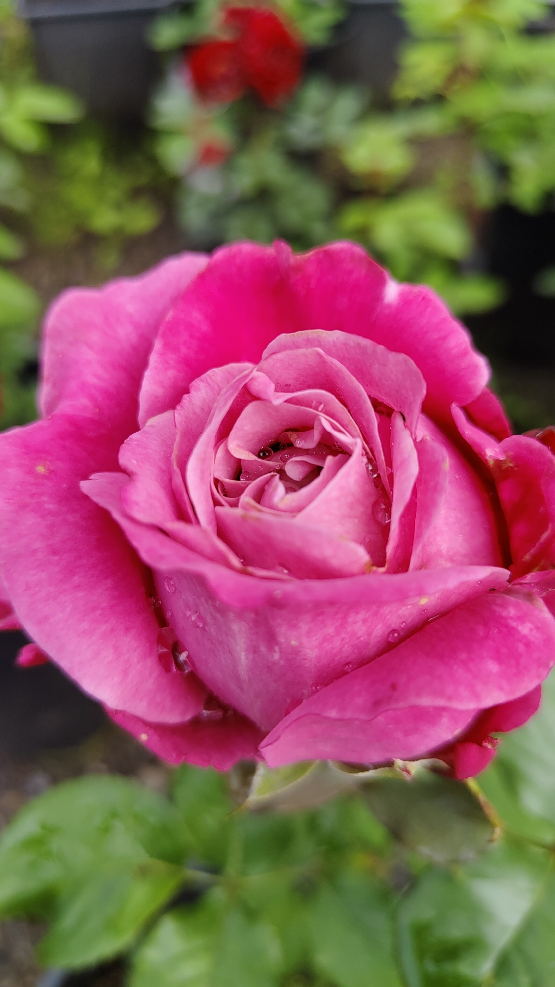 A close-up, vertical, eye-level shot shows a vibrant pink rose in full bloom. The rose has multiple layers of petals, with water droplets scattered across its surface, giving it a dewy appearance. The center of the rose is tightly furled, revealing hints of a darker pink shade. In the blurred background, out-of-focus greenery and a hint of red suggest other plants or flowers, possibly in a garden or nursery setting. The lighting appears natural, highlighting the textures and colors of the rose. The overall impression is one of delicate beauty and freshness.
