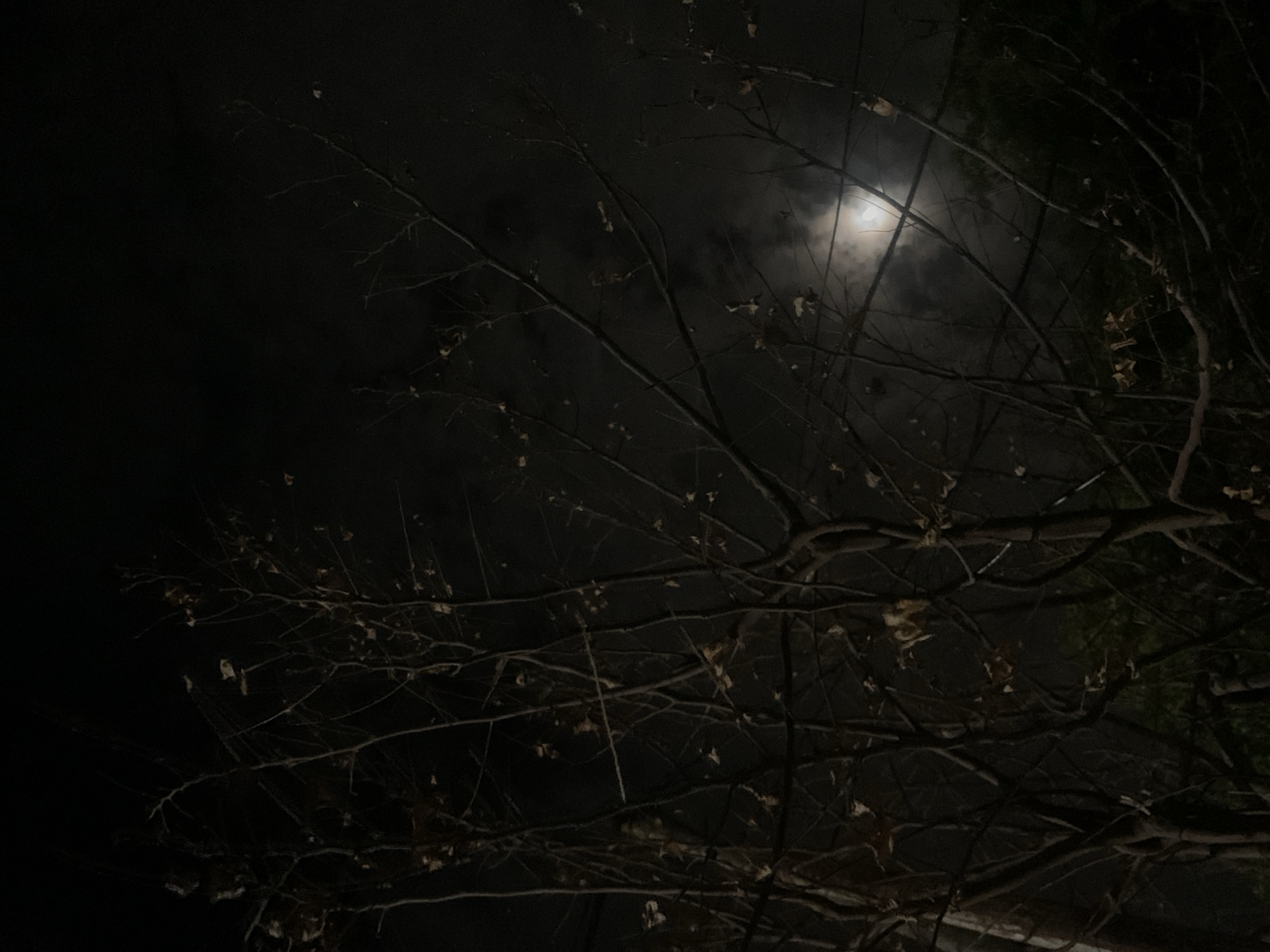 The media file presents a nighttime outdoor scene, likely in Santa Ana, Venezuela, dominated by the silhouette of tree branches against a cloudy sky. The main subjects are the intricate network of dark, bare tree branches, some still holding a few dry, brown leaves. A bright, full or near-full moon is visible in the upper right quadrant of the image, partially obscured by dark clouds that diffuse its light, creating a soft glow.
The scene depicts no discernible activity or event. It captures a moment of natural tranquility. Notable details include the distinct time of day – night – with the moon acting as the sole significant light source. The weather appears cloudy, as indicated by the hazy appearance around the moon. The bare branches suggest either a deciduous tree in a resting phase or a tree that has shed leaves due to seasonal changes or environmental factors. The overall mood is serene, yet slightly mysterious due to the deep darkness and the moonlit, skeletal branches. No visible text is present in the image.