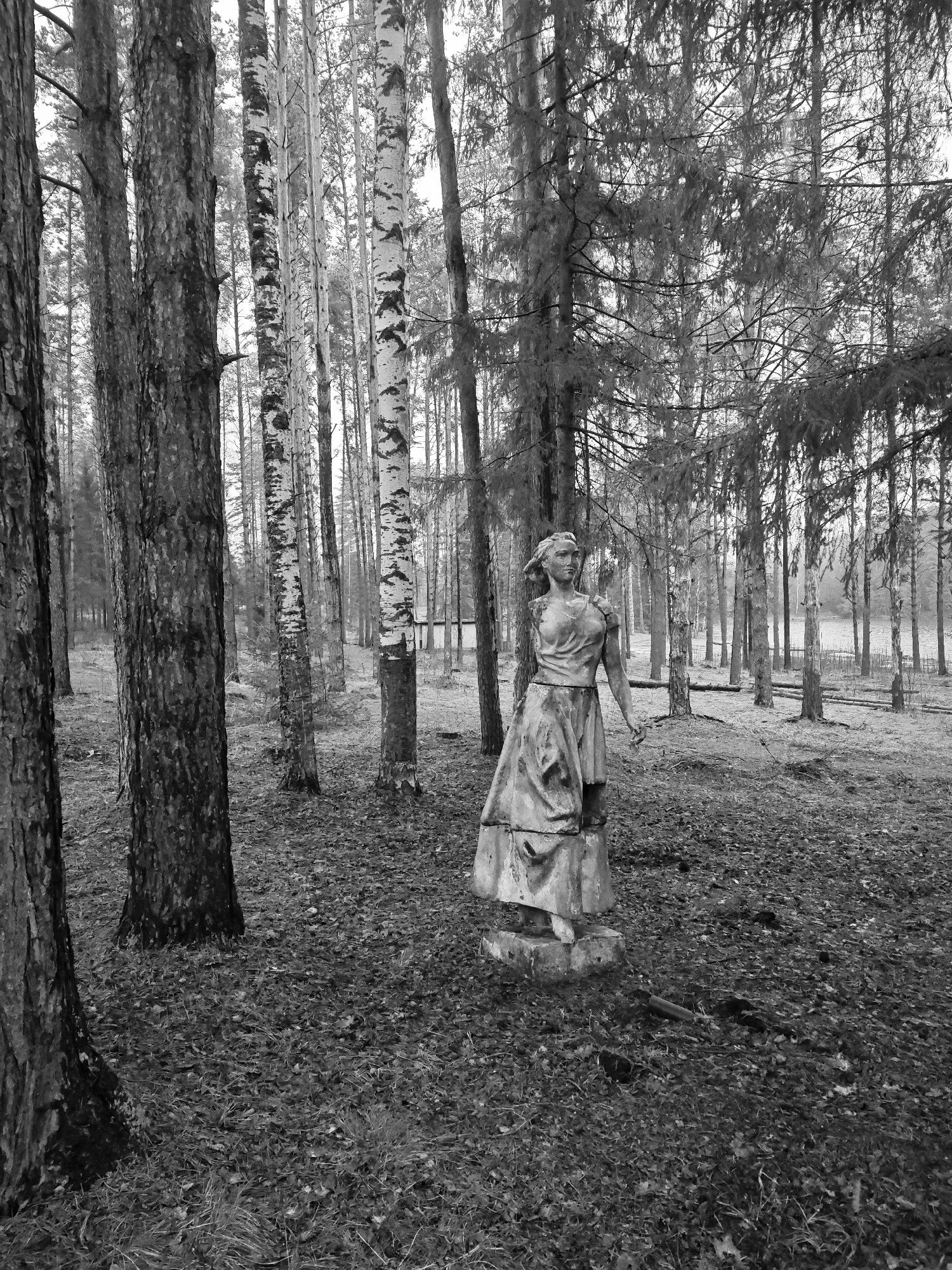 This monochrome photograph depicts a weathered statue of a woman situated in a sparse forest in Mishkino, Russia. The statue, likely made of concrete or stone, stands prominently in the mid-ground, facing towards the left. It portrays a woman in a draped dress, with her left arm appearing to be broken off at the shoulder, and her expression is neutral or solemn.
The setting is a mixed forest characterized by tall, slender trees. On the left and deeper into the background, dark-barked pine or fir trees dominate, while lighter, patterned birch trees are interspersed throughout the scene, particularly visible in the middle ground. The forest floor is covered with a thick layer of fallen leaves and some sparse, dry grass, suggesting an autumn or early winter season.
In the distant background, beyond the trees, a body of water, possibly a lake or pond, is visible, with faint structures or fencing along its far bank. The overcast lighting provides a soft, diffused illumination, contributing to a somber and somewhat melancholic mood. There is no discernible activity or event taking place, and no visible text is present in the image. The scene evokes a sense of forgotten history or a once-maintained area slowly being reclaimed by nature.