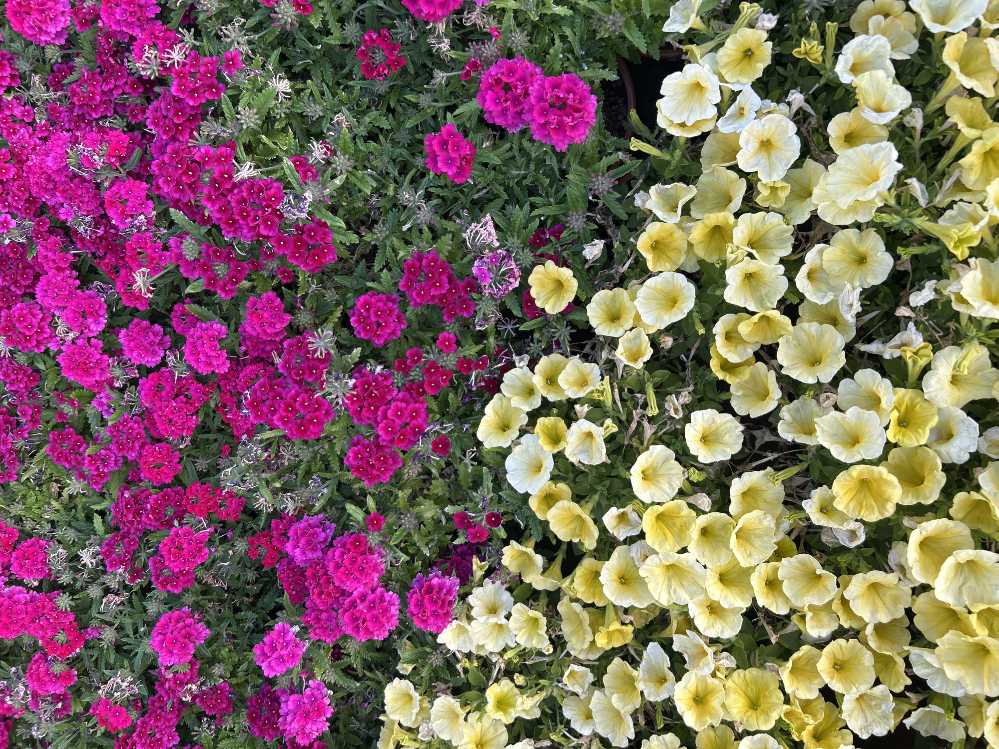 An overhead shot shows a dense arrangement of blooming plants, with a clear division between two distinct color groups. The left half is filled with a profusion of vibrant, fuchsia-colored verbena flowers. The right side is dominated by light yellow petunia flowers. The photo was taken in the city of Câmara de Lobos, Portugal.