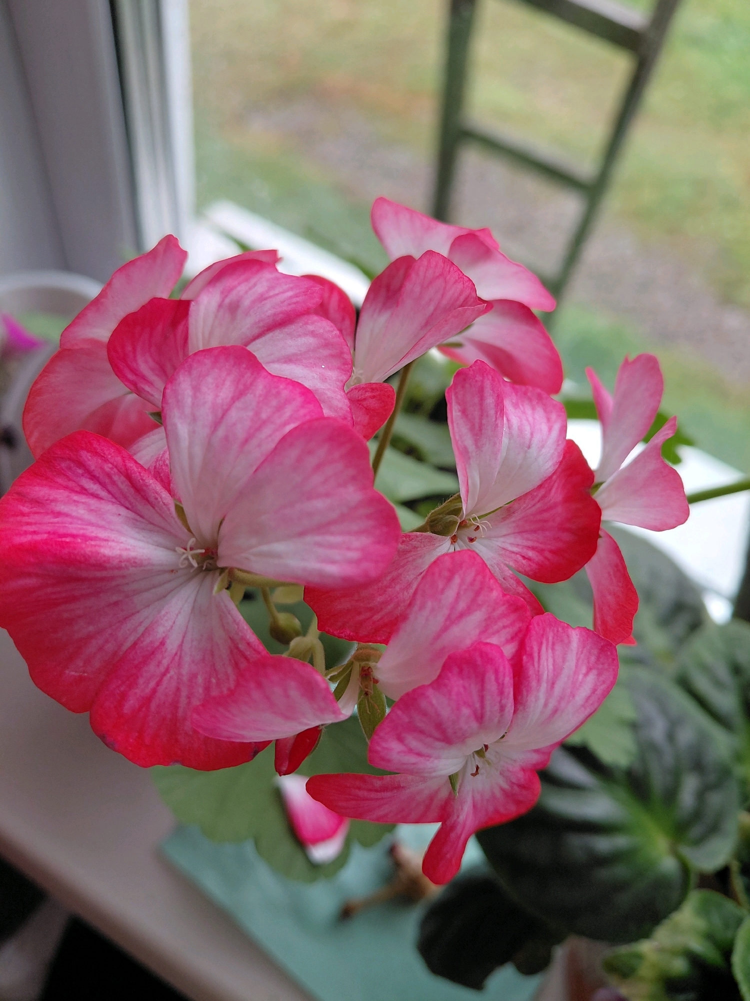 The image shows a close-up of a cluster of pink and white geranium flowers. The flowers are in bloom and their petals are delicate and veined. They are positioned on a windowsill, with a blurred background that suggests an indoor setting near a window. The window frame and part of a ladder or shelf are visible in the background. The overall lighting is soft, and the focus is on the vibrant colors of the flowers. There is no information about the city of Malinovka, Russia, or any people present in this image.