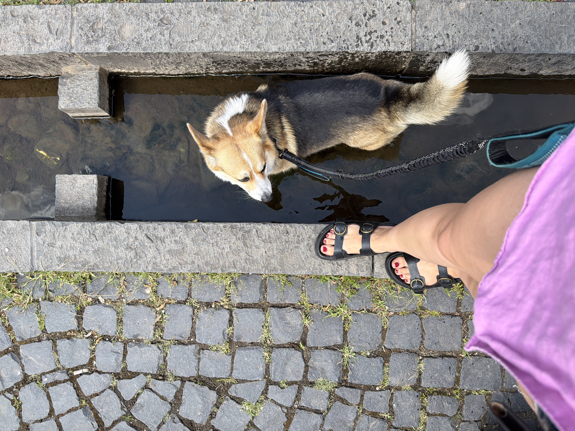 A high-angle, full shot captures a corgi dog standing in a shallow, stone-lined water feature. The dog, positioned in the center-right of the frame, is facing left, with its head turned towards the viewer. It is wearing a black leash. The water feature is approximately waist-deep for the dog, which is mostly submerged. The dog has a tan, black, and white coat. To the left of the water feature is a cobblestone path with some sparse green grass growing between the stones. A person's legs and feet are visible in the bottom left corner of the frame. They are wearing black sandals with gold buckles and a bright pink skirt. The background is blurred, but appears to be an outdoor environment with more cobblestone and stone structures. The image was taken in the town of Meisenheim, Germany.