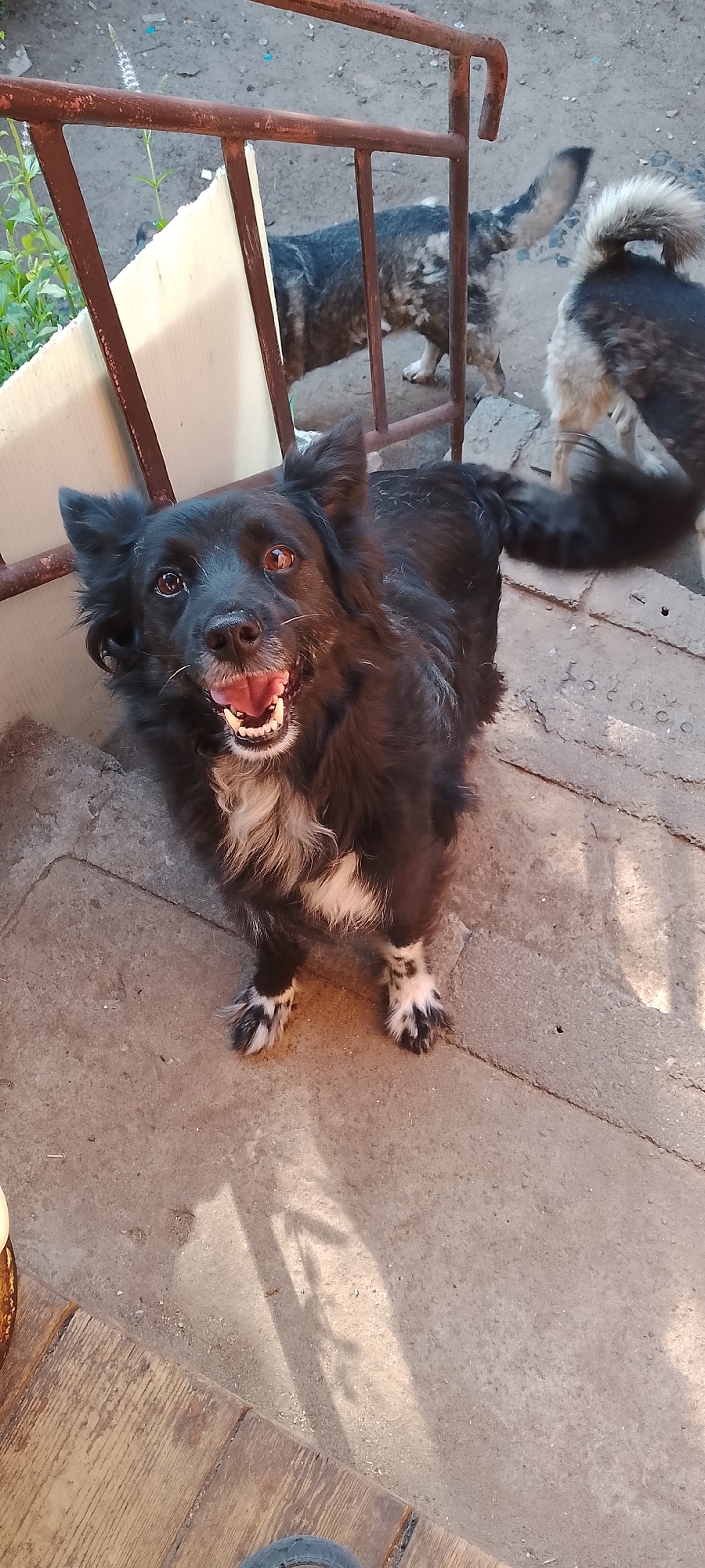 A black dog with white markings on its chest and paws is looking up and panting, with its mouth open and tongue visible. The dog has amber eyes and is standing on a concrete surface next to a wooden plank. In the background, there are other dogs and a metal fence. The scene appears to be an outdoor area, possibly a yard or an animal shelter, in Belgorod, Russia. The lighting suggests it is daytime, with shadows cast on the ground.
