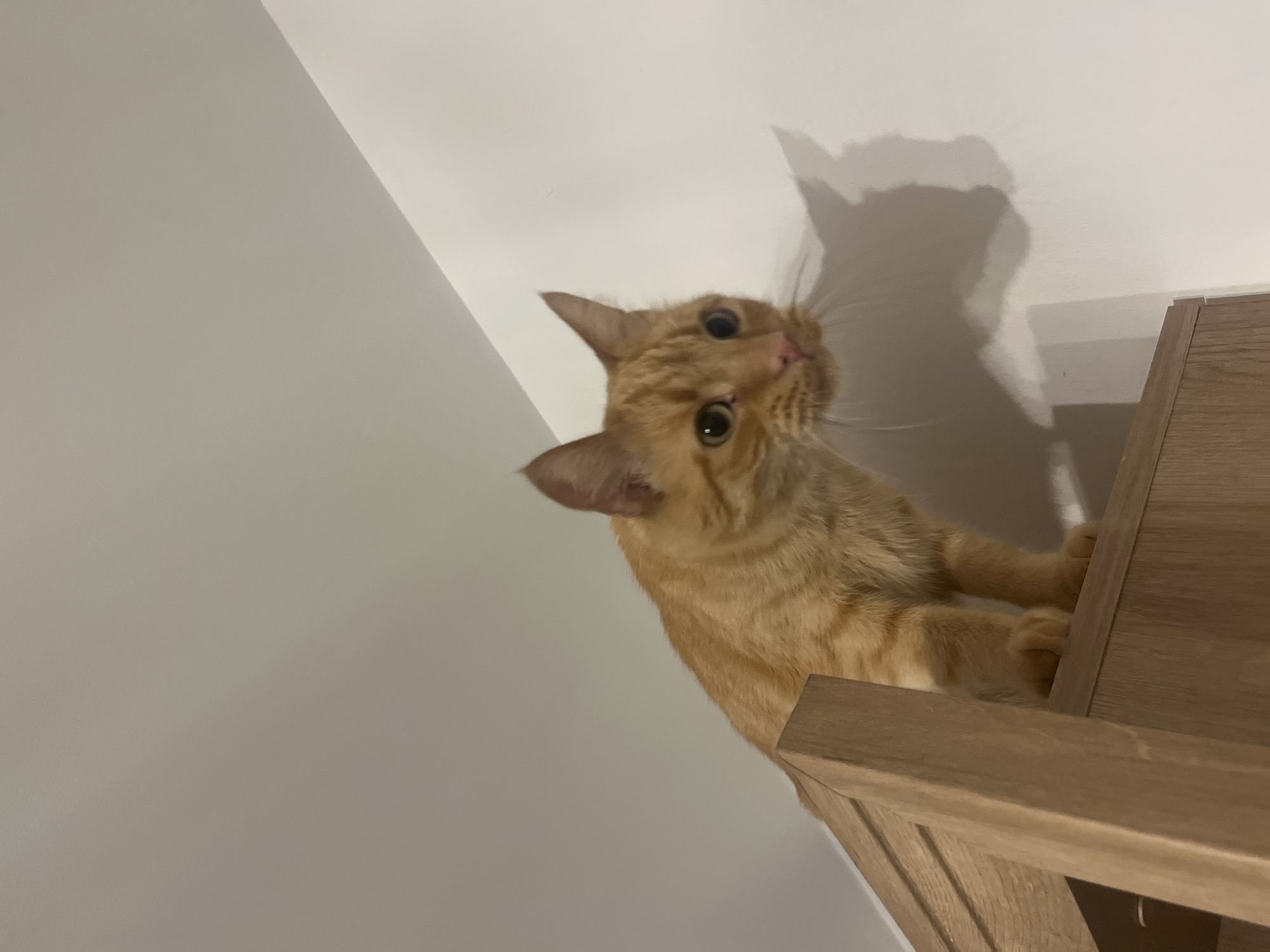 An orange tabby cat is perched on top of a wooden structure, looking downwards. The cat has green eyes and its fur has visible tabby markings. The background is a plain white wall with shadows cast by the cat and the structure. The scene appears to be indoors, in an apartment in Zabrze, Poland.