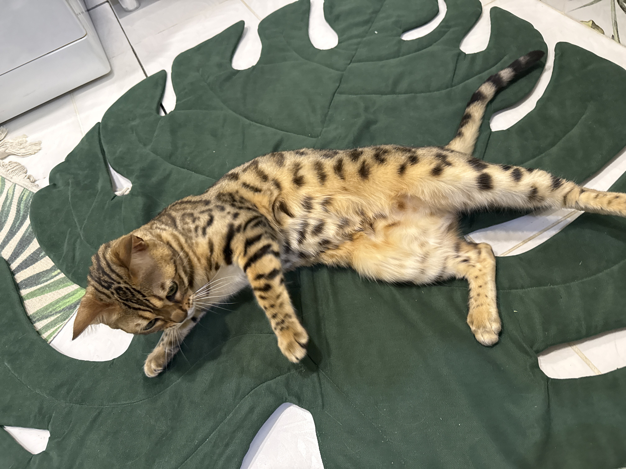 A Bengal cat with golden fur and black spots is lying on its side on a large, dark green leaf-shaped mat. The cat is facing left, with its head slightly tilted down and its eyes focused on something outside the frame. Its front paws are extended, and its hind legs are bent. The mat has a textured surface and is placed on a tiled floor. In the background, a portion of a white appliance and a striped rug are visible. The lighting suggests an indoor environment, possibly a home.