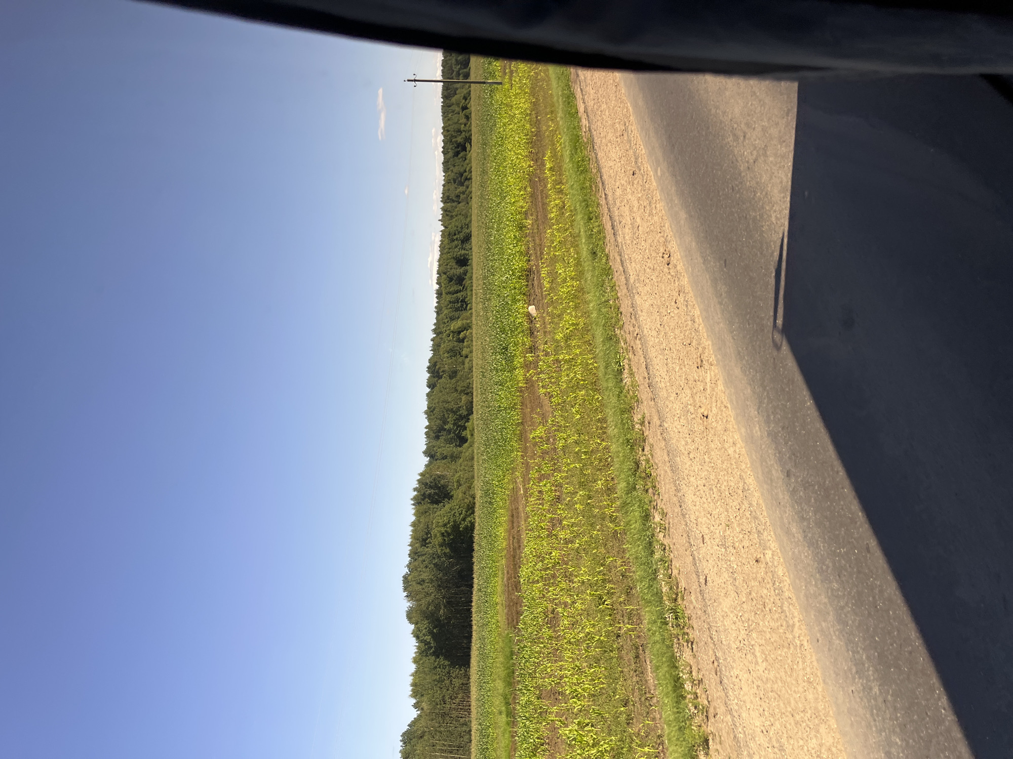 This image depicts a rural landscape with a vast cornfield under a clear blue sky. The field, characterized by rows of young, bright green corn stalks, stretches towards a dense line of trees forming the horizon. A dirt road runs alongside the field, separating it from a paved road on the right side of the frame. The paved road is in shadow, suggesting the sun is positioned to the left. A single utility pole stands in the distance. The scene is serene and agrarian, likely captured from a moving vehicle, as indicated by the blurred edge of a dark object on the far right. The location is identified as within the Yun'kouski Sel'ski Savet, Belarus, a region known for its agricultural land.