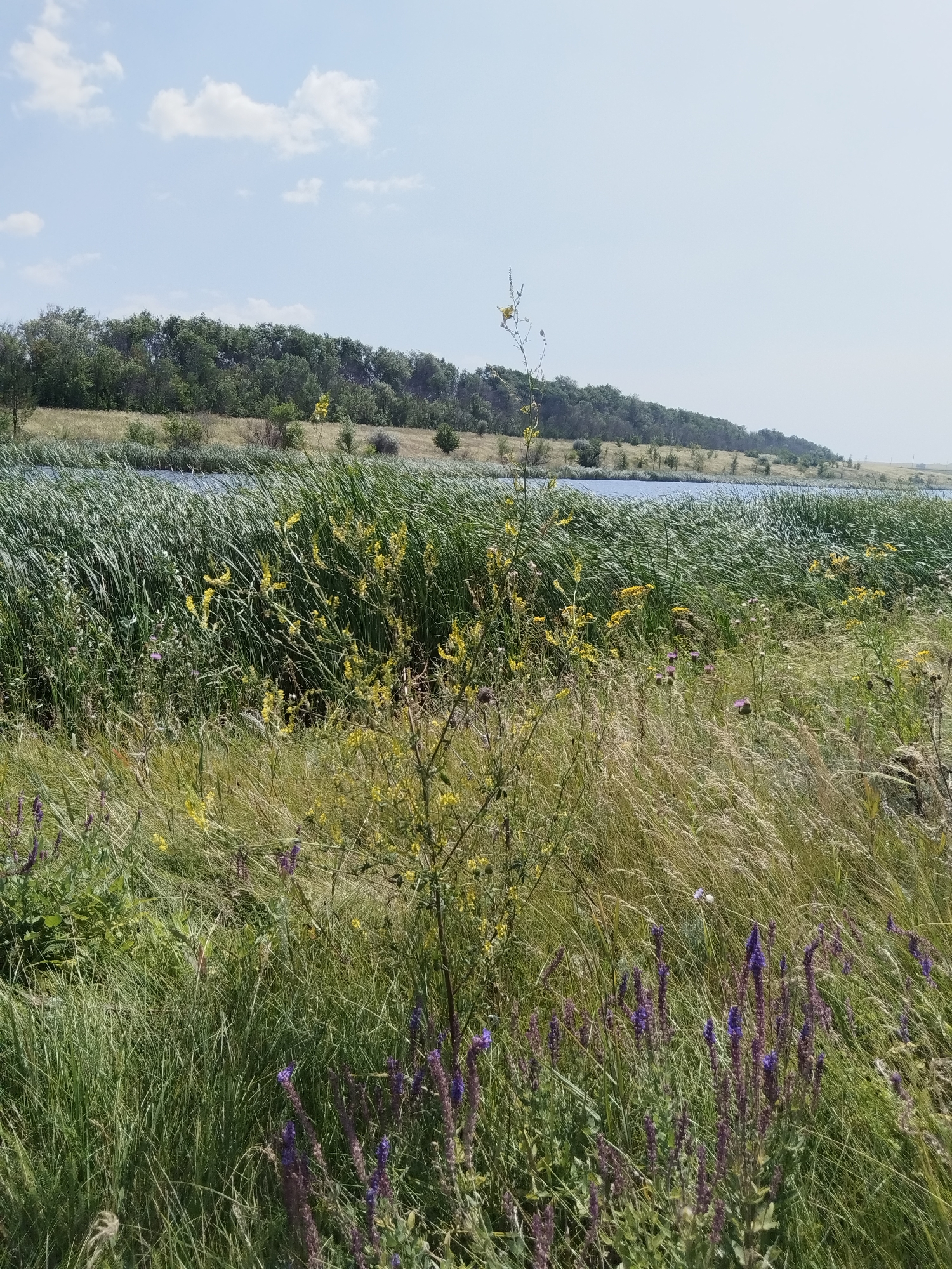 This is a landscape photograph taken outdoors on a sunny day. The foreground is dominated by tall, green grasses and wildflowers, with some dry, straw-colored grasses intermixed. Purple and yellow flowers are visible throughout the grassy area. Behind the foreground vegetation, a body of water, likely a lake or pond, is visible. The water is calm and reflects the light blue sky, which has a few scattered white clouds. Beyond the water, a tree line forms a dense green border, with the trees appearing to grow on a gentle slope. The overall impression is of a natural, undeveloped area.