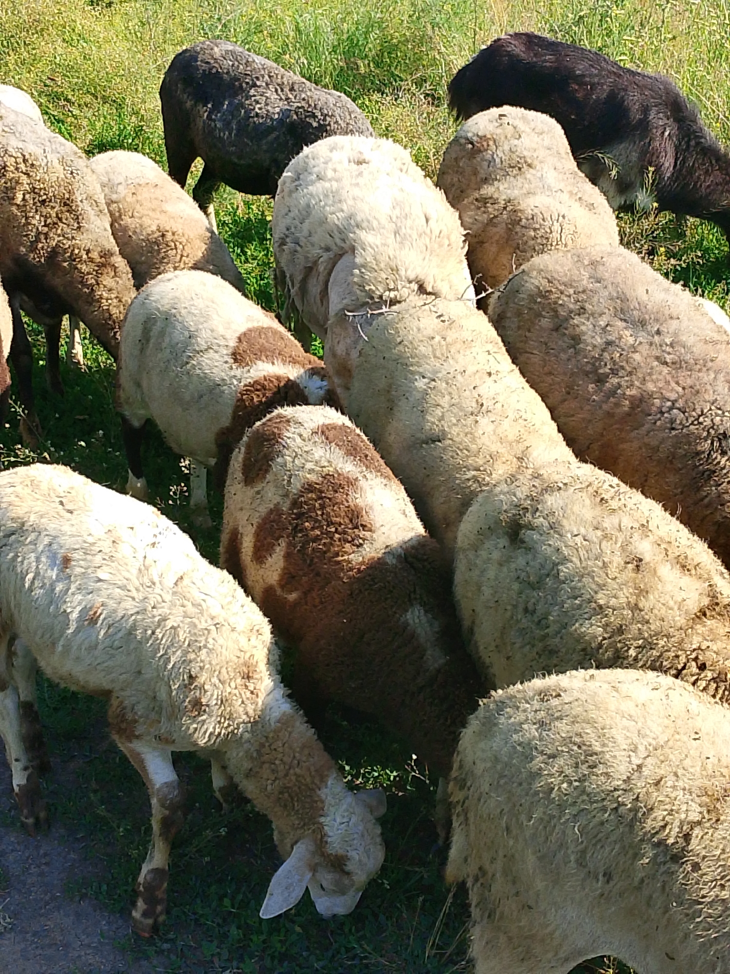 In an outdoor, grassy environment, a flock of sheep are gathered. Their wool is predominantly off-white, with some animals displaying patches of brown and one dark-colored sheep. The sheep are positioned facing various directions, with several appearing to be grazing. The ground is covered in green grass and some sparse vegetation. The lighting suggests it is daytime, with shadows visible on the sheep and ground. There are no visible human elements or man-made structures in the frame.