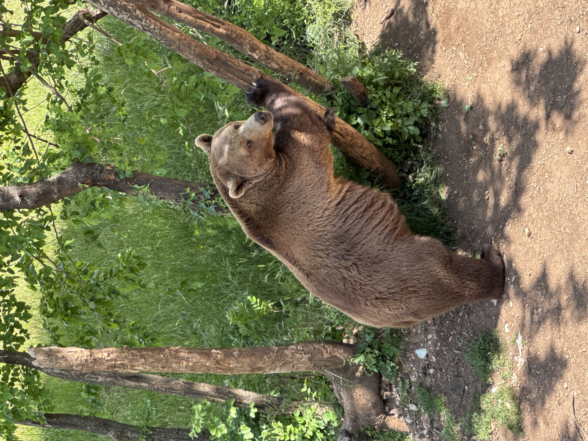A brown bear stands upright, clinging to a tree trunk in Gornje Mrke, Montenegro. The bear is positioned between the tree and a grassy area, with its fur a dark brown shade. The ground is a mix of dirt and sparse vegetation, while other trees with green leaves surround the scene.