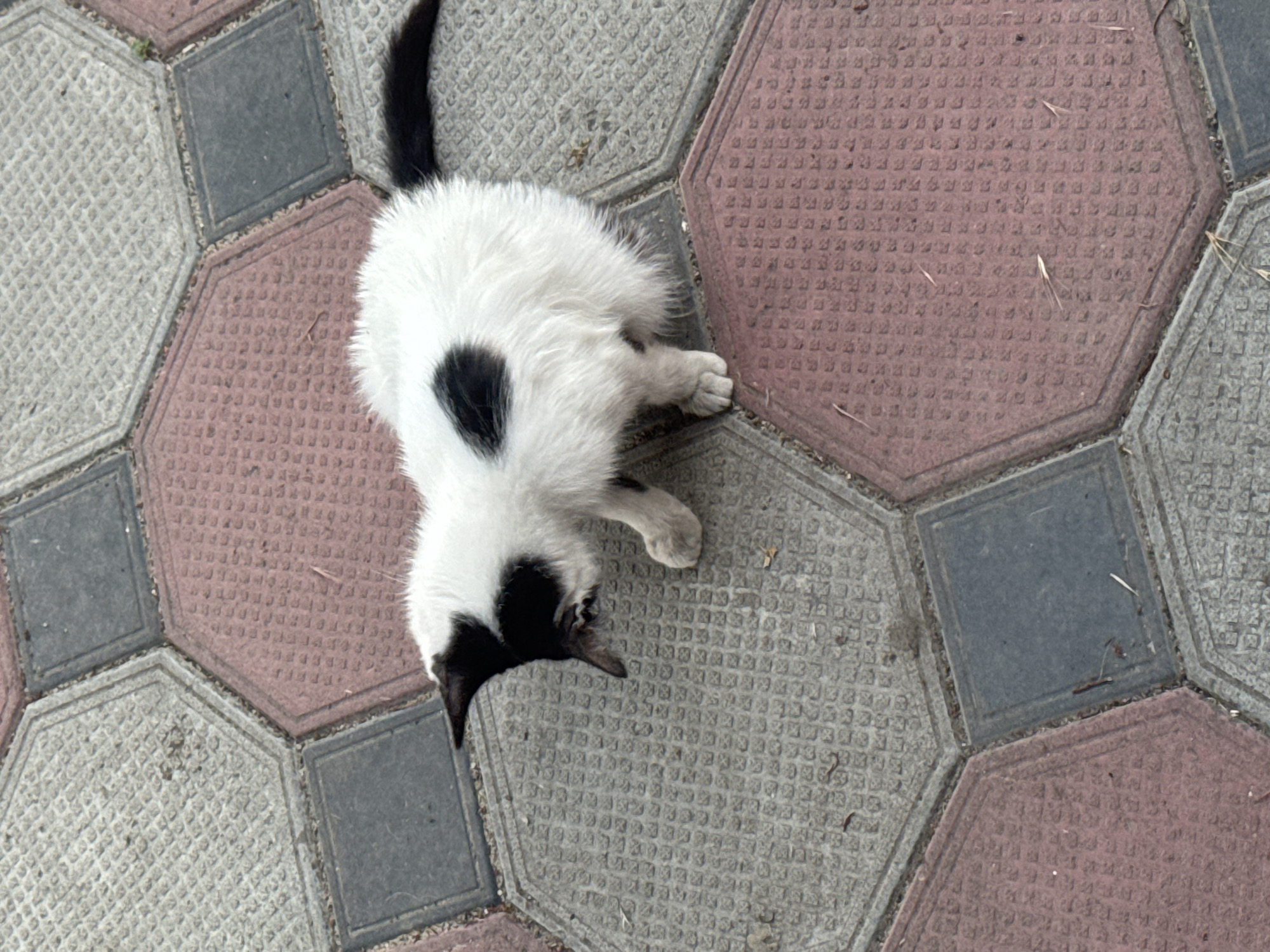 A high-angle shot shows a black and white kitten lying on an outdoor paved area. The kitten is predominantly white with a black patch on its back, a black tail, and black markings on its face. Its eyes are not visible. The kitten is positioned in the center of the frame, with its body stretched out.
The ground is composed of interlocking hexagonal and square paving stones. Some of the hexagonal stones are a reddish-brown color with a grid pattern, while others are gray with a similar textured surface. The square stones are a darker gray. Small debris, possibly dry grass or twigs, is scattered on the paving stones. The lighting suggests it is daytime, and the overall scene appears to be a street or a courtyard in an urban or suburban setting in Bohunove, Ukraine. No people are visible, and the activity is simply the kitten resting on the ground. The emotional tone of the image is calm and peaceful, focusing on the solitary kitten in its environment. There is no visible text in the image.