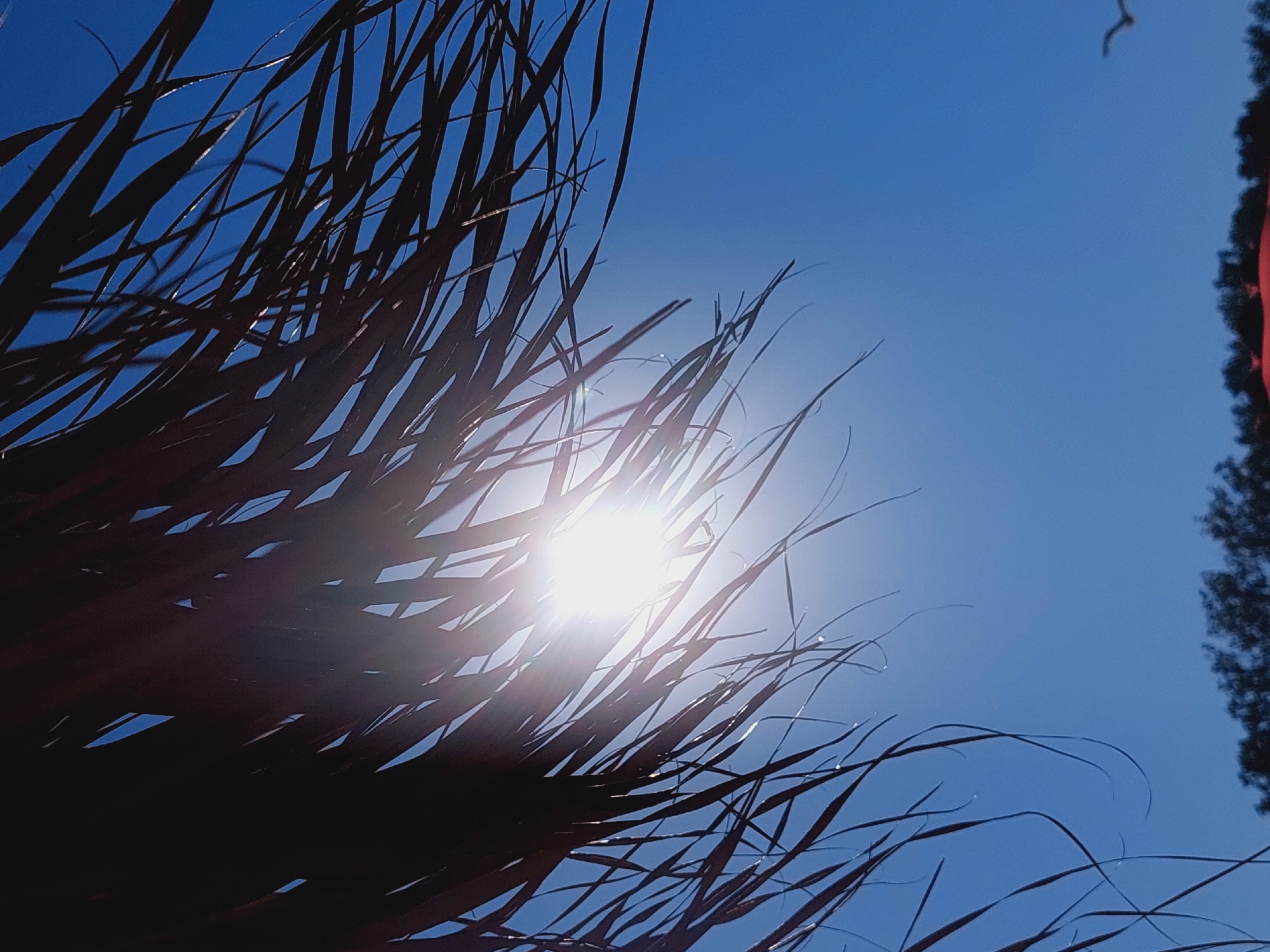 This is a low-angle, close-up shot of palm fronds silhouetted against a bright blue sky. The sun is shining intensely through the fronds, creating a lens flare effect. The fronds are dark brown and appear dry and somewhat weathered. In the distance, along the bottom edge of the frame, a blurry line of dark green trees is visible, suggesting a natural environment. A single white bird is flying in the upper right quadrant of the image. The bright sun and blue sky evoke a warm, sunny day, likely at a beach or coastal area. Given the context of Sozopol, Bulgaria, this scene could be a view from a seaside resort or a park with palm trees, possibly overlooking the Black Sea. There are no people or discernible human activity directly depicted in the foreground.
