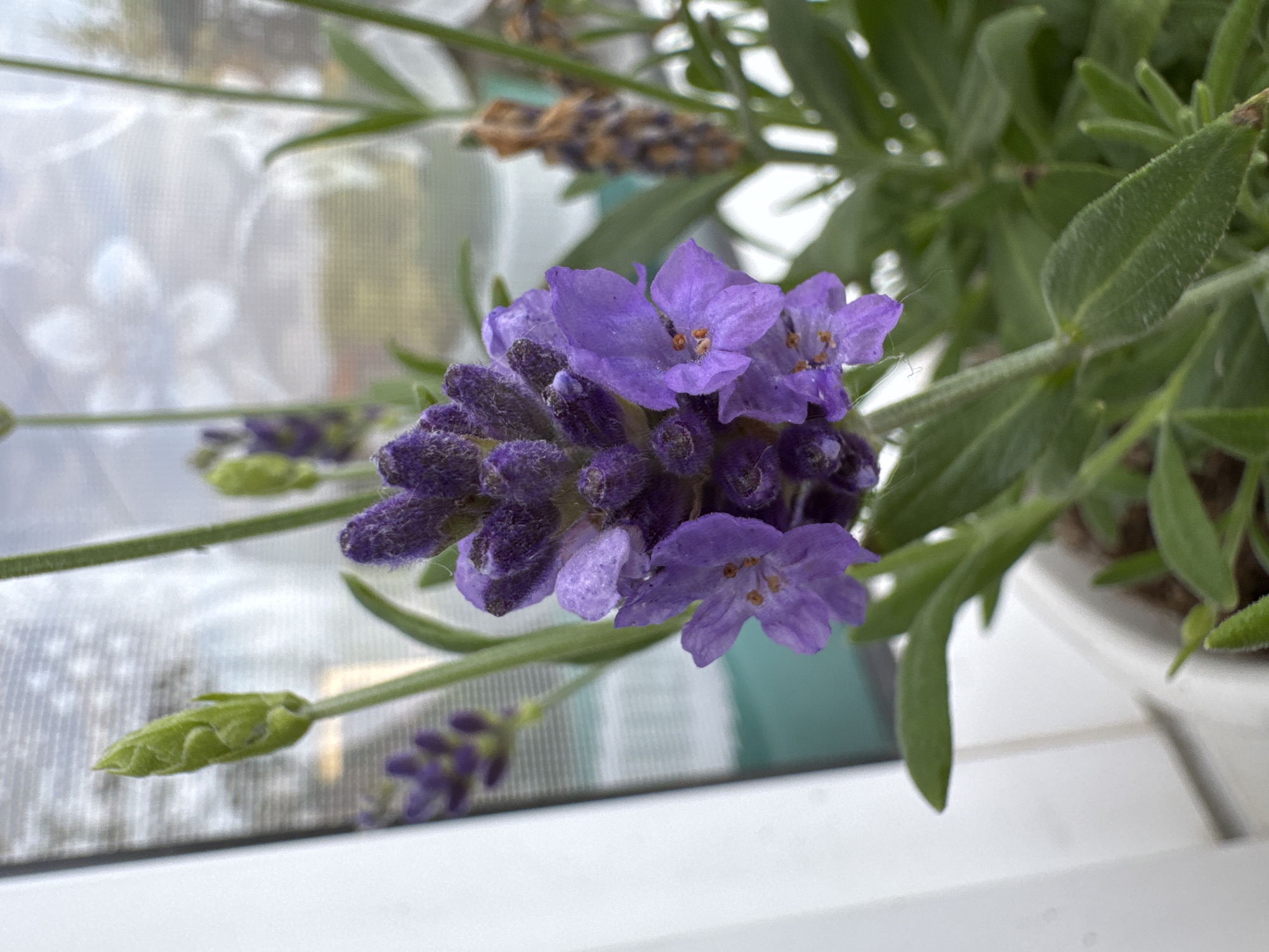 The image shows a close-up view of a lavender plant with purple flowers and green leaves, with out-of-focus elements in the background. The plant is in a white pot. The background features a window with a textured screen, through which a blurred outdoor scene with greenery and sky is visible. The overall impression is of a domestic setting, possibly on a windowsill or balcony. No specific location in Мичуринское, Russia can be determined from the image.