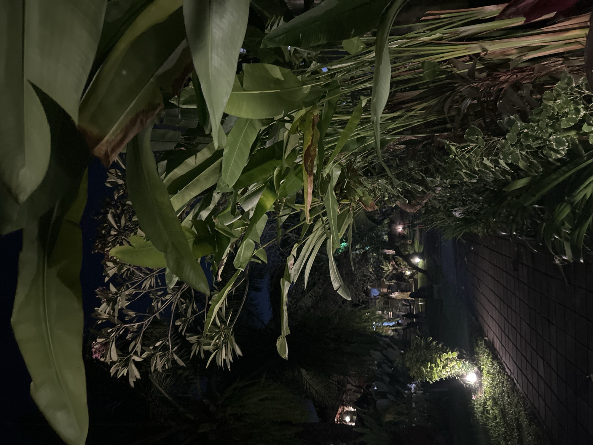 This is a nighttime outdoor scene, likely in a tropical setting, possibly a garden or resort area in Denpasar, Indonesia. The image is oriented vertically, with lush green foliage dominating the foreground. Large, broad leaves, typical of tropical plants, hang down, some appearing slightly wilted or damaged. In the mid-ground and background, more layered greenery can be seen, with a mix of different plant types.
The lighting suggests it is dark, with artificial lights illuminating parts of the scene. Several warm-toned spotlights are visible, casting pools of light on pathways and accentuating the plants. In the background, there's a glimpse of a dark wooden fence or wall, possibly part of a building or boundary. A paved walkway is visible, lined with greenery and illuminated by lights. There are no people or animals visible in the frame. The overall mood is serene and perhaps a little mysterious due to the low light and dense vegetation. The time of day is clearly night. There is no visible text in the image.
