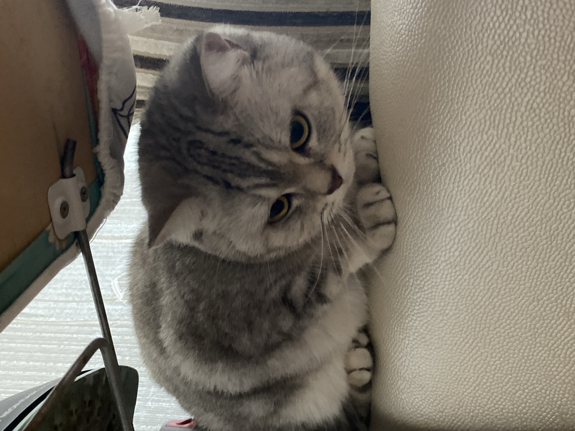 A silver tabby cat with yellow eyes is crouched on a cream-colored, textured surface, possibly a sofa or chair. The cat is looking downwards and to the right. In the background, there is a striped fabric and a metal structure, suggesting the cat is indoors, perhaps in a home in Votkinsk, Russia.