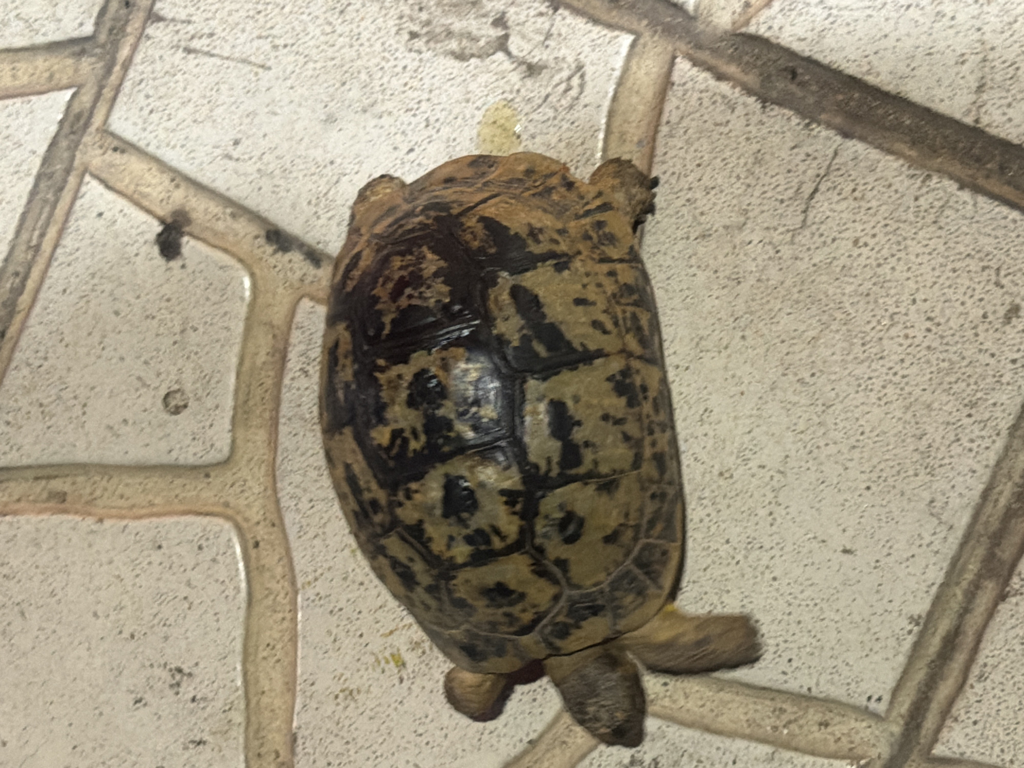 A tortoise is on a light-colored tiled surface with dark grout lines. The tortoise has a patterned shell with shades of brown and black. Its head and legs are visible. The background appears to be outdoors in a courtyard or patio area. The image was taken in Sharm El Sheikh, Egypt.