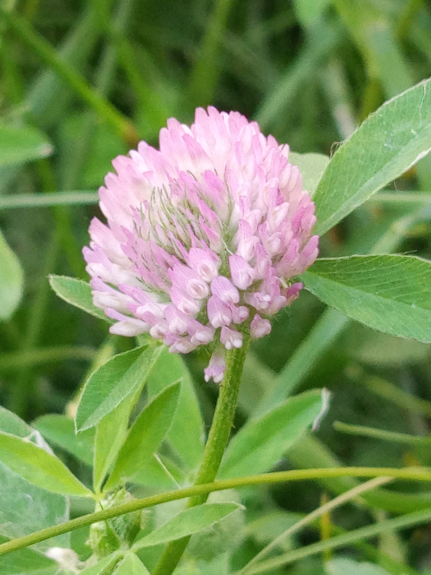 The image shows a close-up, eye-level view of a pink clover flower in a natural, outdoor setting, possibly a meadow or garden. The flower is the primary subject, with its spherical head composed of numerous small, delicate pink petals. A green stem supports the bloom, and several green leaves are visible in the foreground and background. The background is softly blurred, indicating a shallow depth of field, and consists of various shades of green, likely representing grass and other foliage. The lighting appears natural, suggesting it was taken during daylight. There are no people or man-made objects visible in the frame. The location within Yurga, Russia, is not ascertainable from the visual information provided in the image.