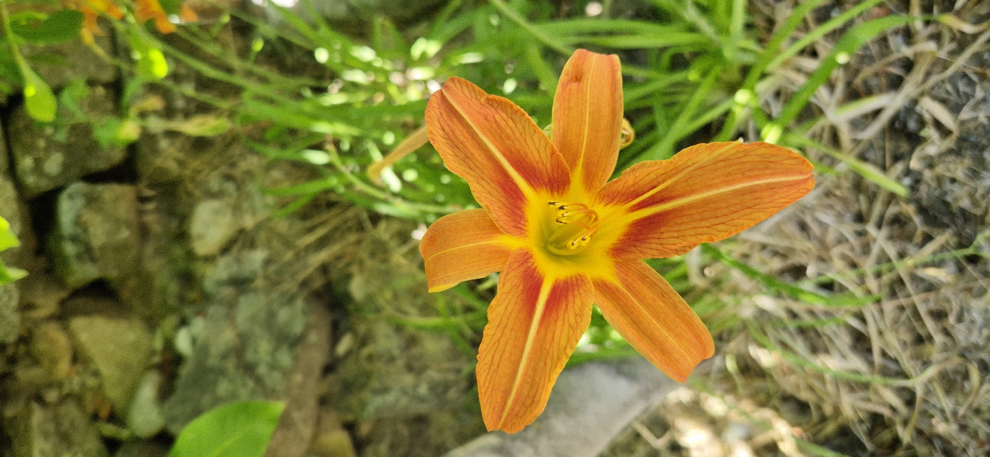 A close-up, high-angle shot captures a vibrant orange lily flower blooming in a natural setting. The flower, positioned in the center-right of the frame, displays its six delicate petals, each adorned with a lighter orange stripe running down its center. The center of the flower is a bright yellow, with prominent stamens visible. The background consists of lush green foliage and some scattered rocks, suggesting an outdoor environment like a garden or a wild patch. The lighting appears natural, possibly indicating daytime. There are no people or text visible in the image.