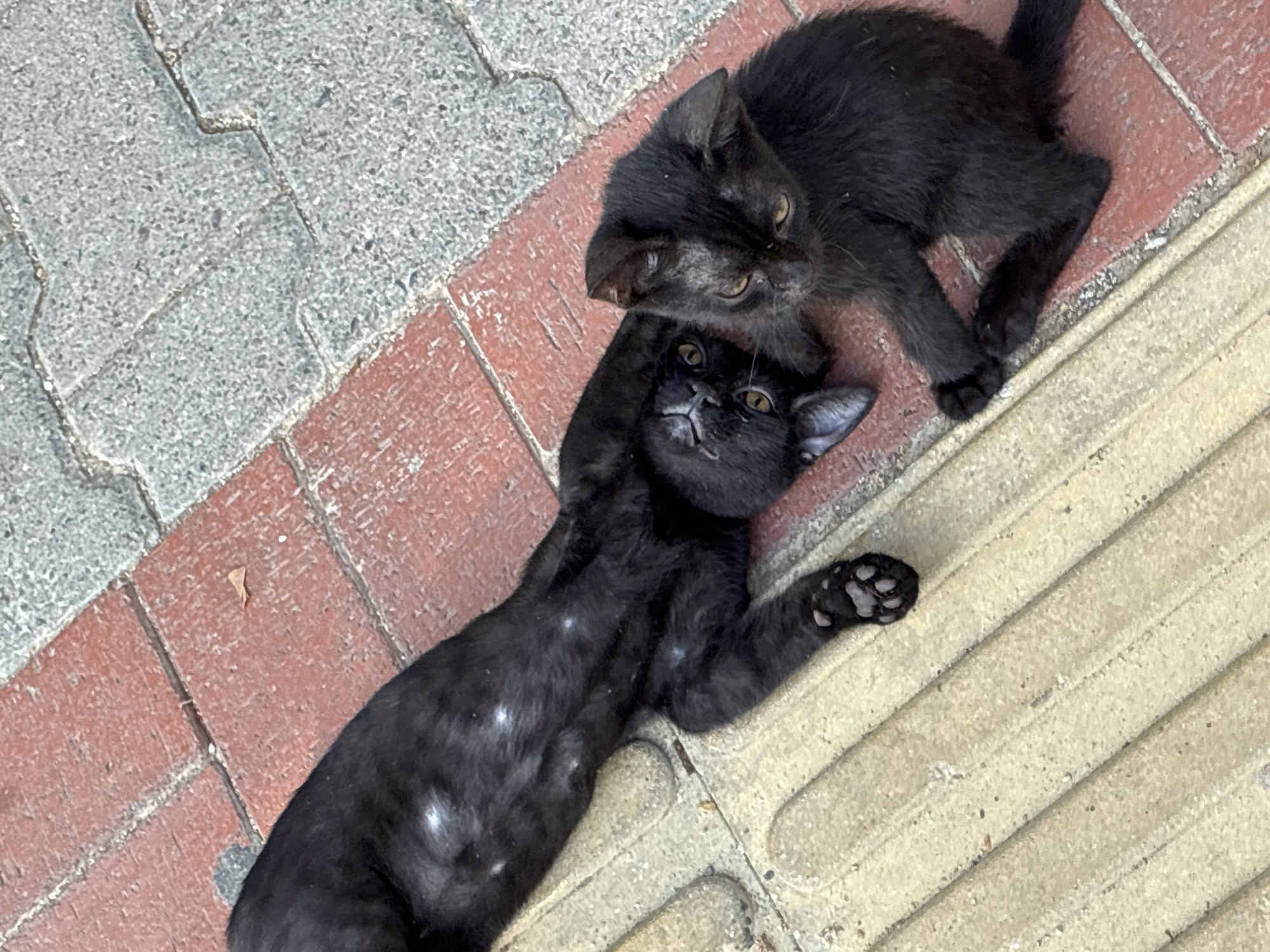 Two black cats, one adult and one kitten, are lying on a sidewalk composed of red brick and gray interlocking pavers. The adult cat is lying on its back, with its belly, which has some white spots, exposed. Its paws are extended. The kitten is sitting upright, facing the adult cat. Both cats have yellow eyes. The sidewalk appears to be in an outdoor urban setting, likely in Alanya, Turkey, given the context.