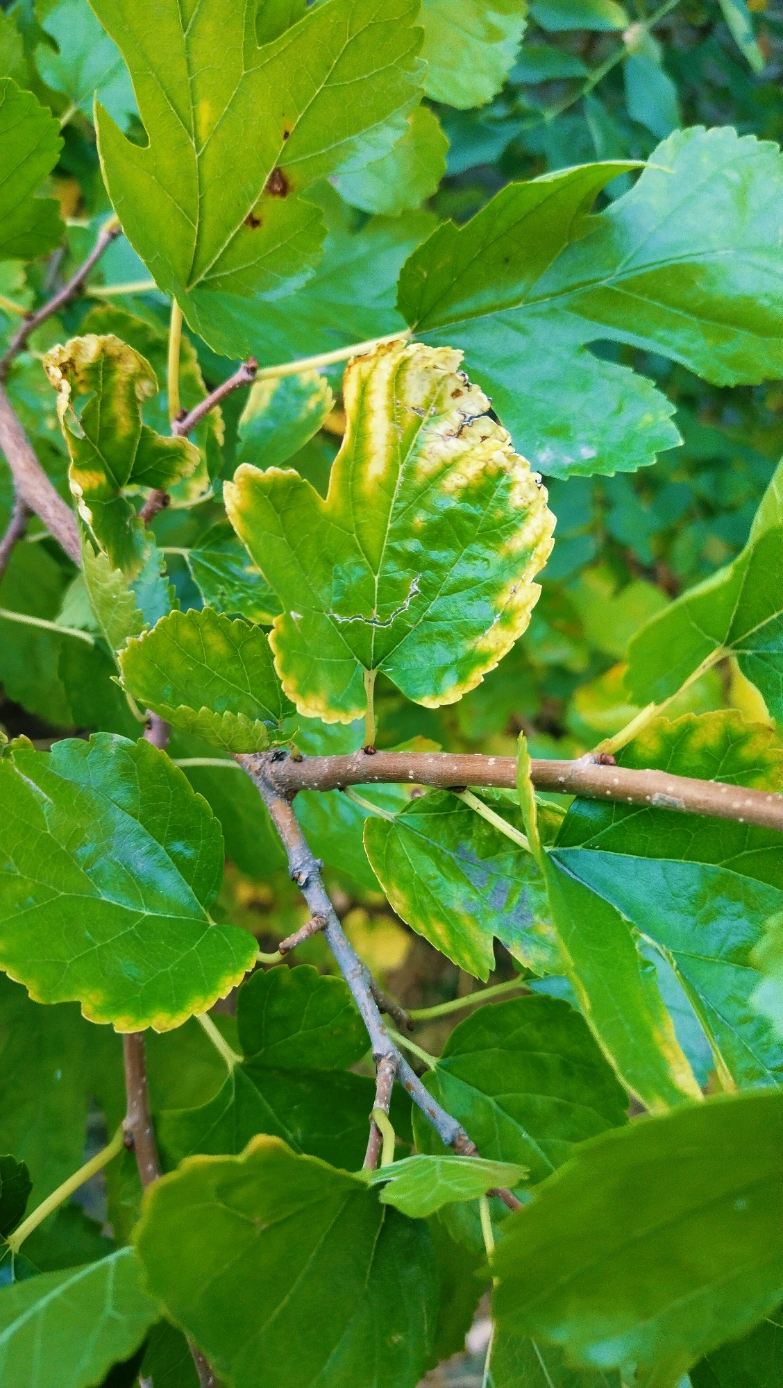 The image shows a close-up view of green mulberry leaves on a tree. Some of the leaves exhibit yellowing and brown spots, suggesting potential disease or nutrient deficiency. The branches are brown and woody, with visible nodes. The background is a blur of green foliage. The scene is likely in a natural or garden setting. The location is the city of Horishni Plavni, Ukraine.